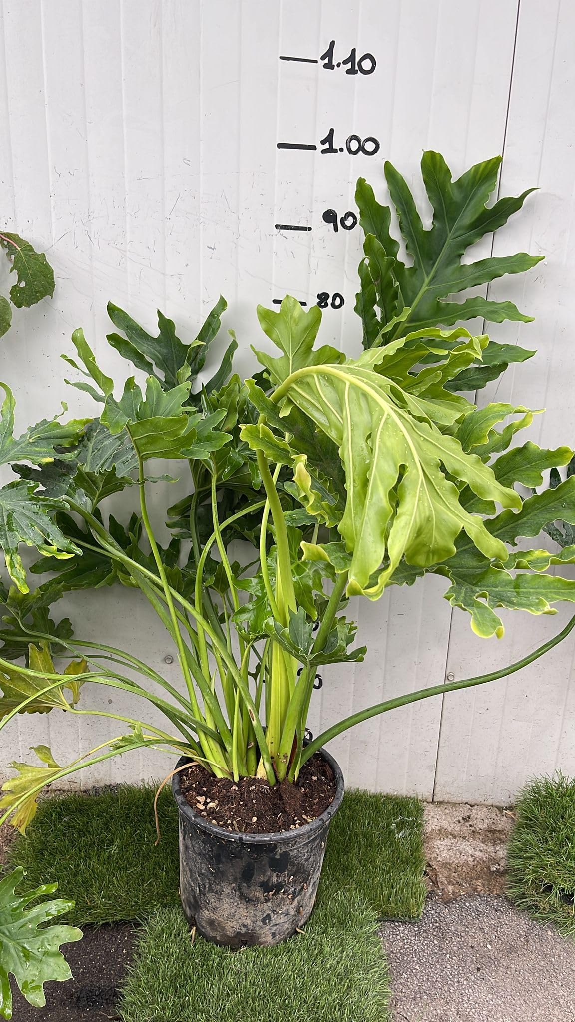 Philodendron Selloum (pianta della speranza) – vaso 24 cm – filodendro tropicale da interno, foglie grandi decorative