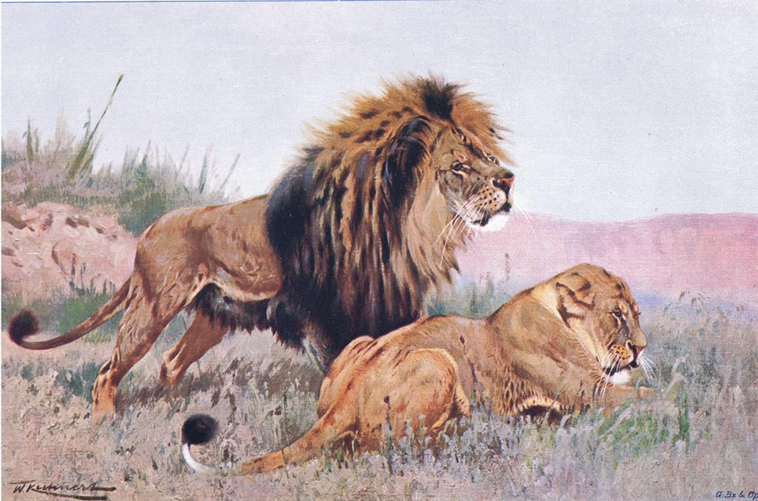 SERENDIPITP Retro Picture Poster Wall Art Pictures Painting Lion and Lioness Illustration Fromwildlife of the World by Wilhelm Kuhnert Wall Art Canvas Print for Wall Decor 60x90cm