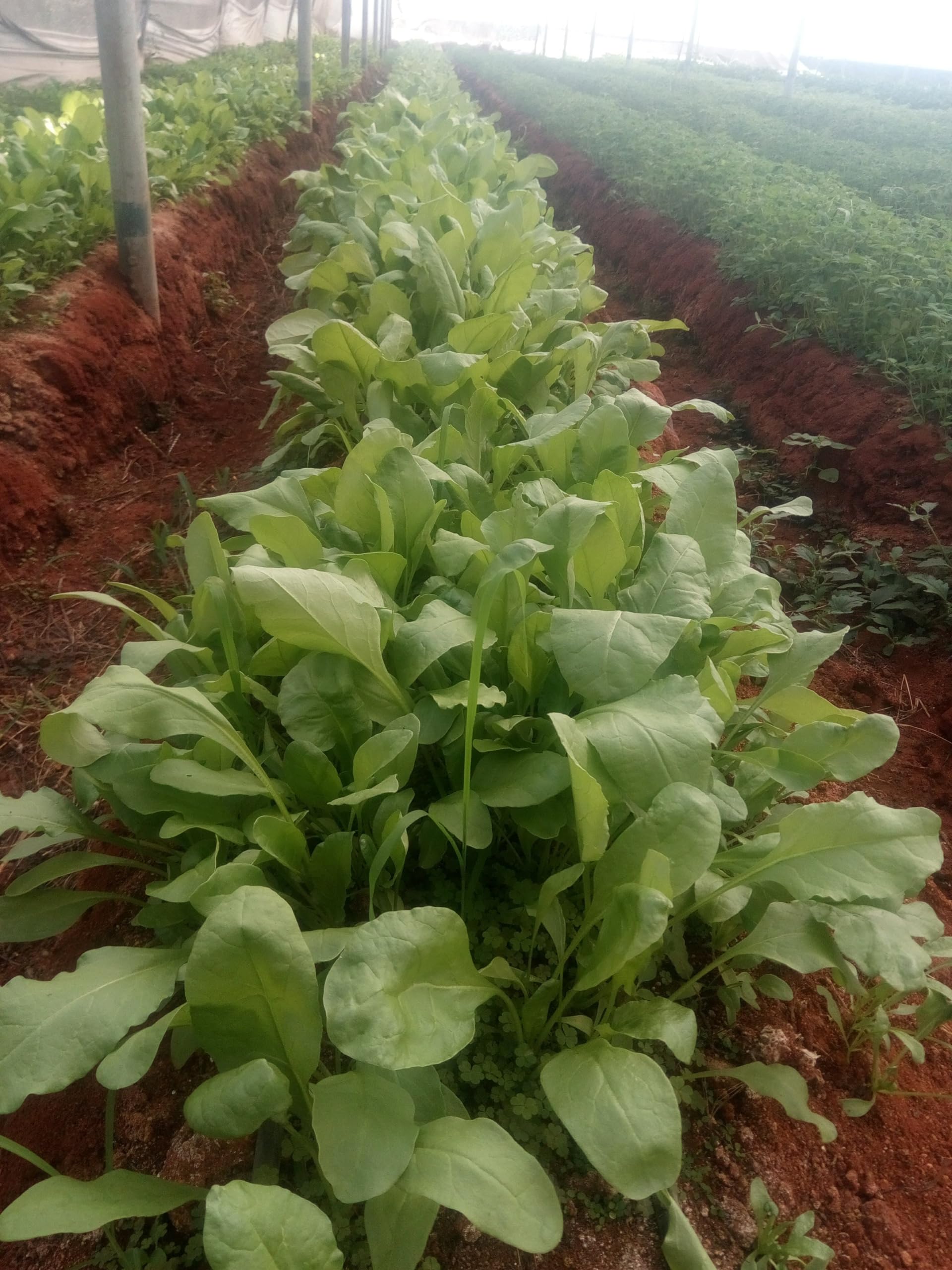 Seed Basket Native/Heirloom Palak Or Spinach Vegetable Seeds (20 Grams) - Image 4 thumbnail