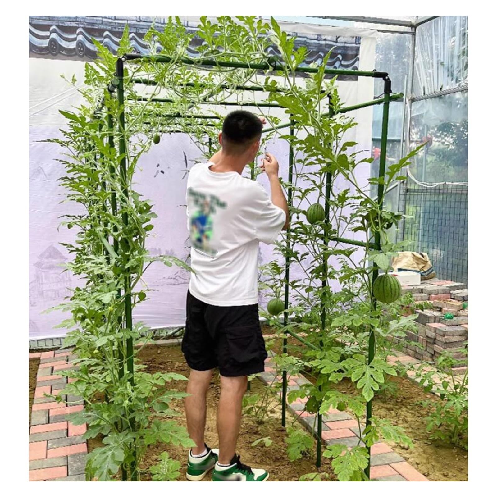 GIRUVI 「Grow on the Wall」Gracilius ShangQuan WuLiu Tall Garden Arch Trellis For Climbing Plants