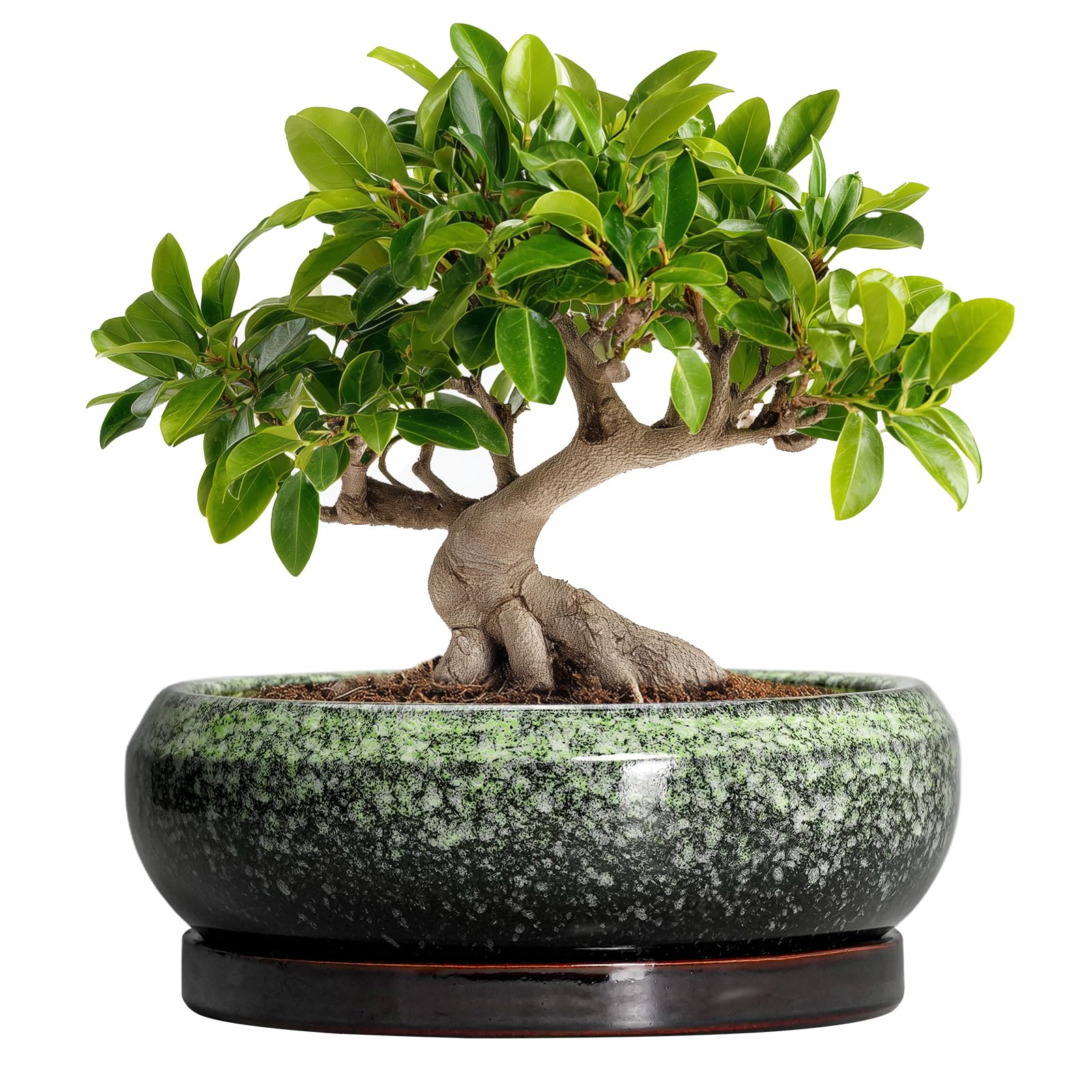 Bonsai Pots 10 Inch