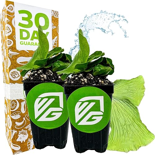 Helechos de cuerno de ciervo de elefante – Platycerium elephantotis de Wellspring Gardens – Atrevido y redondeado Fronds – Follaje único – Ideal