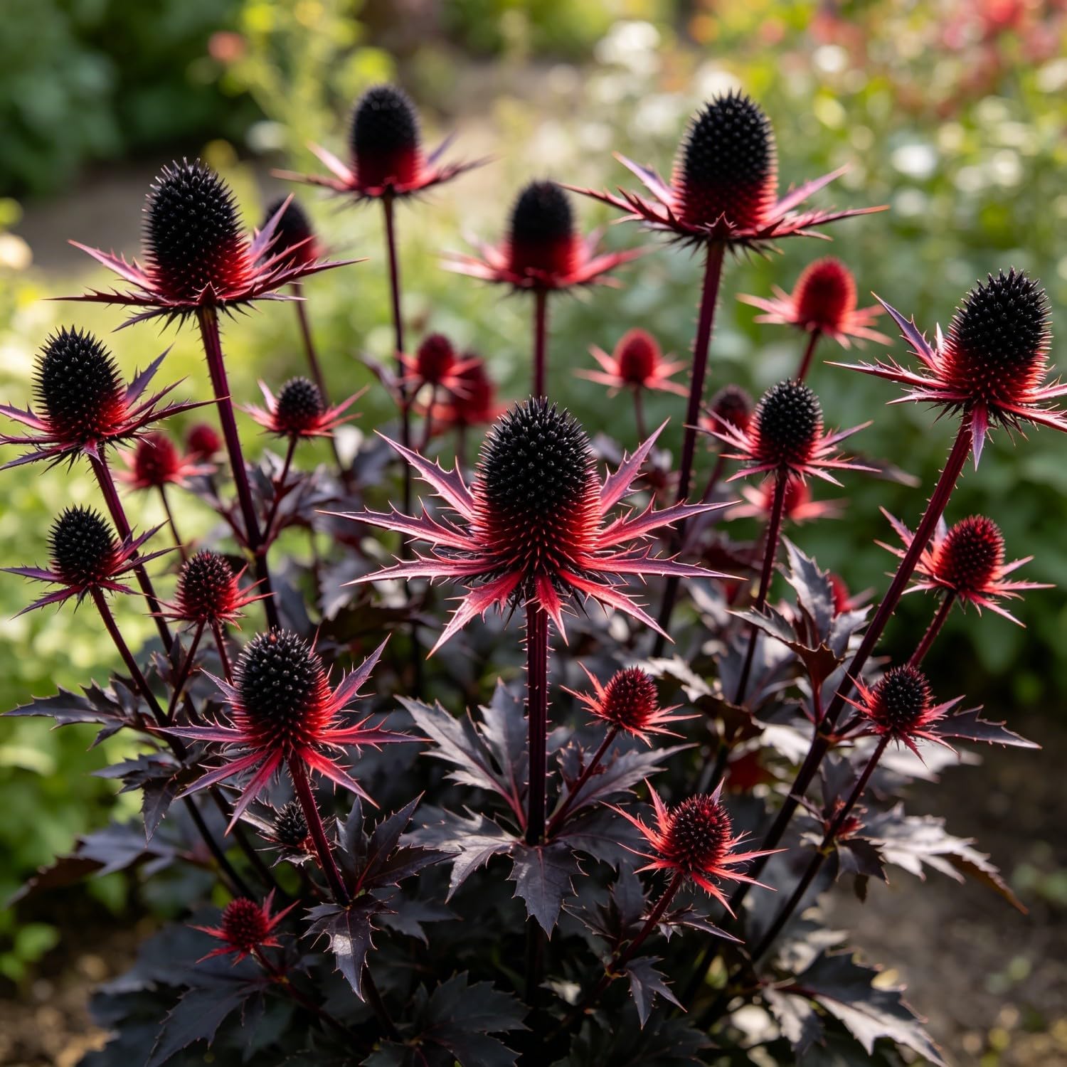 Eryngium planum Seed-Flat sea Holly,Hardy Perennial,Excellent Display