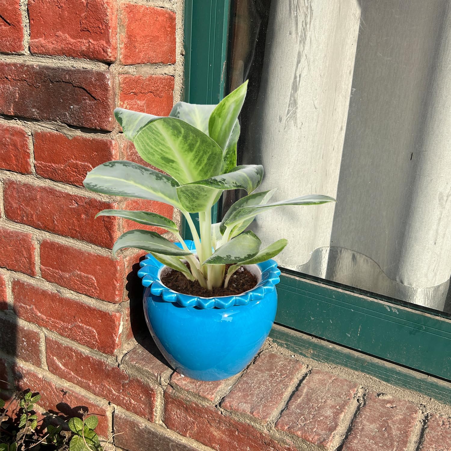 2pcs African Violet Pots, 6.5 Inch Blue Ceramic Easy Plant Self Watering Pot Ceramic Pot High Absorption Orchid Planter for Plant Enthusiasts