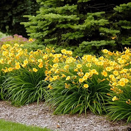 Miniatura 5 de CHUXAY GARDEN 25 semillas Hemerocallis Stella de Oro lirio refloreciente semillas de hemerocallis encantadoras flores amarillas que atraen mariposas