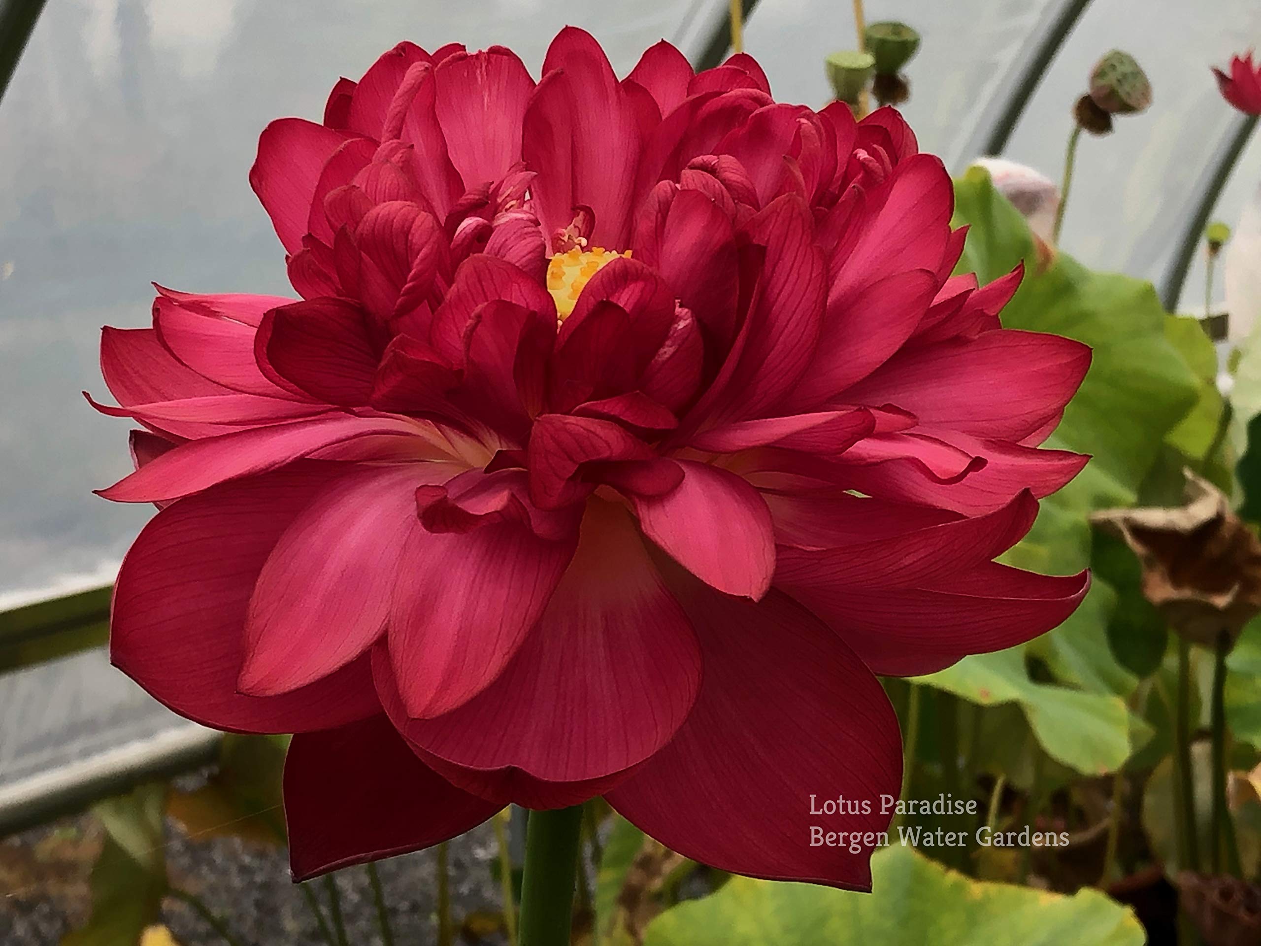 Aiden Gardens POLYPHYLL RED Lotus Seeds - Nelumbo Nucifera 10 Seeds (B083JJTJKG) Amazon Price History, Amazon Price Tracker