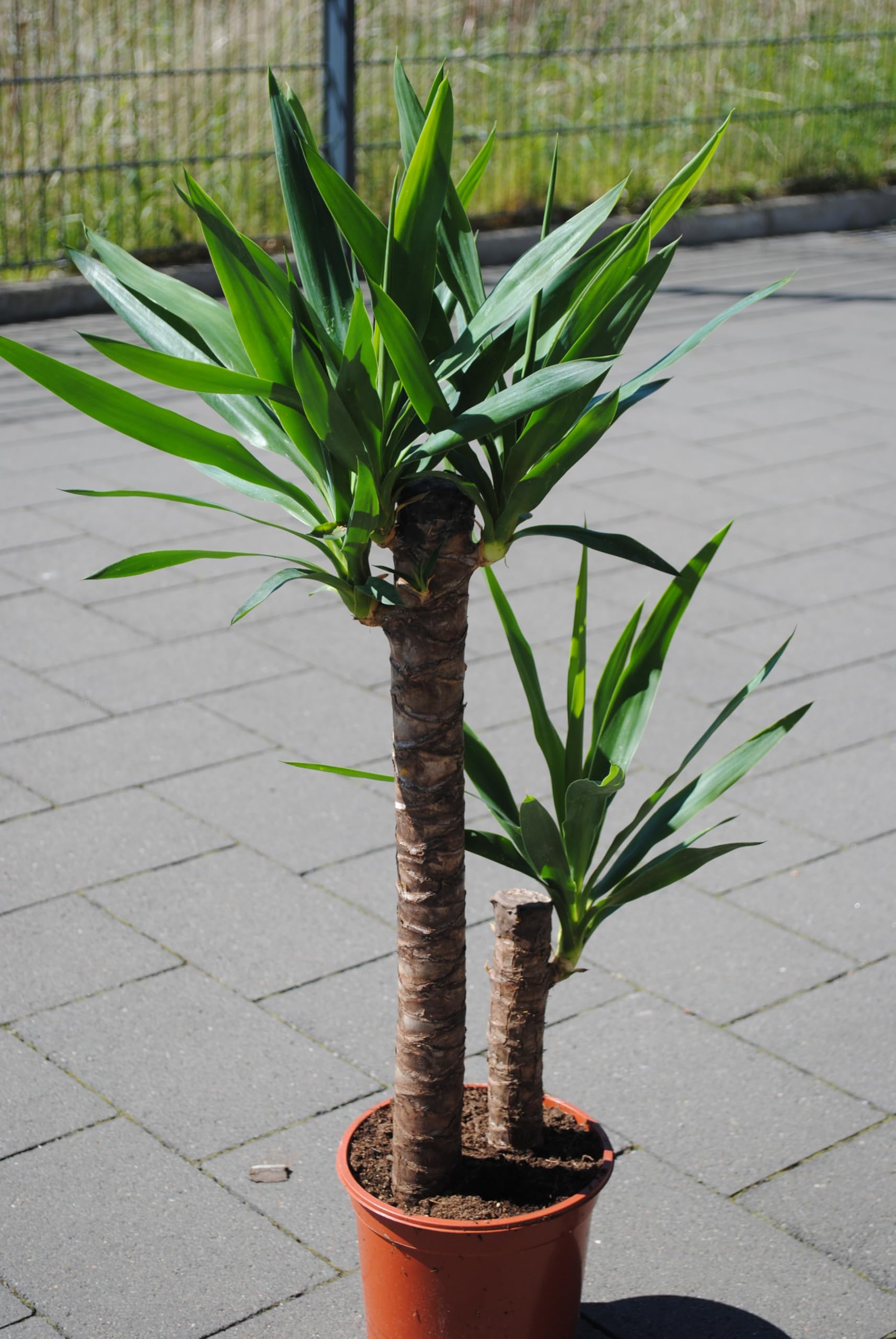Yucca elephantipes 100cm | 2 Stämme | Palmlilie Zimmerpflanze Büro XXL Stamm