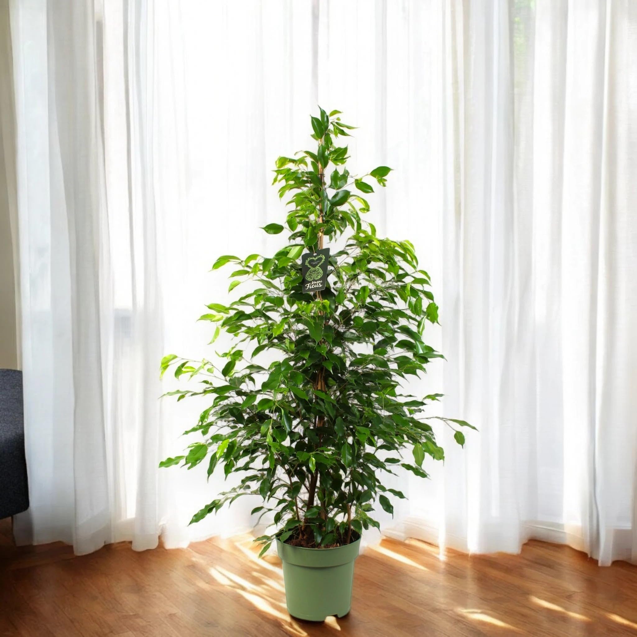 Ficus benjamina 'Exotica' Pianta da Interno, Colore Bianco e Verde, Altezza 140 cm, Vaso 27