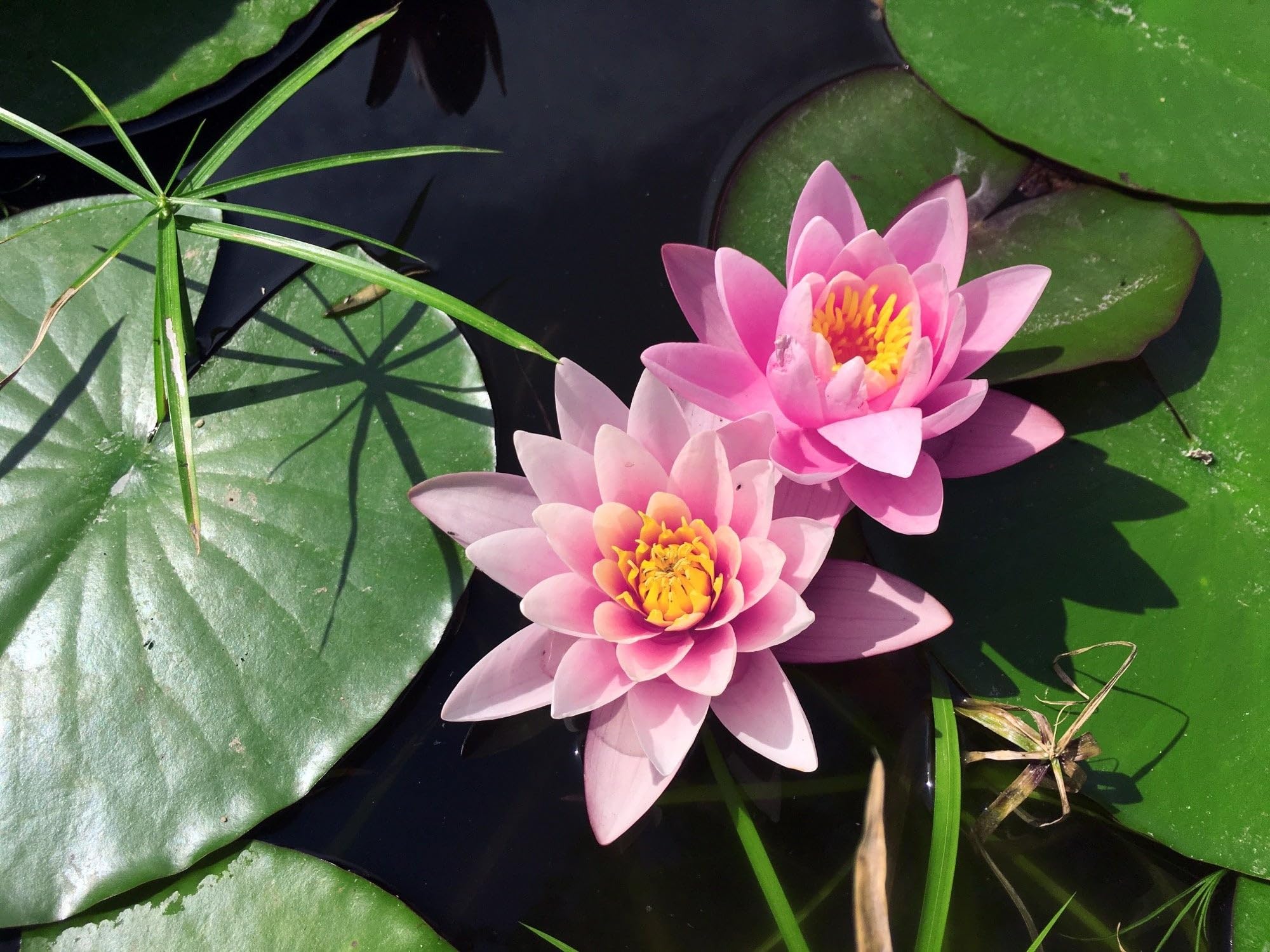 Lincolnshire Pond Plants Ltd - Rose Arey Water Lily - Pond Plants - SW09-Large Kit