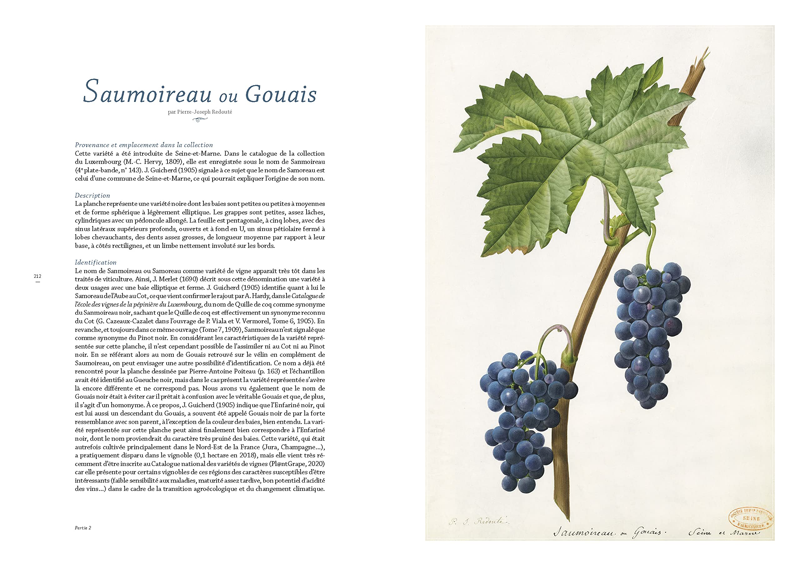 Les raisins de Jean-Joseph Redouté