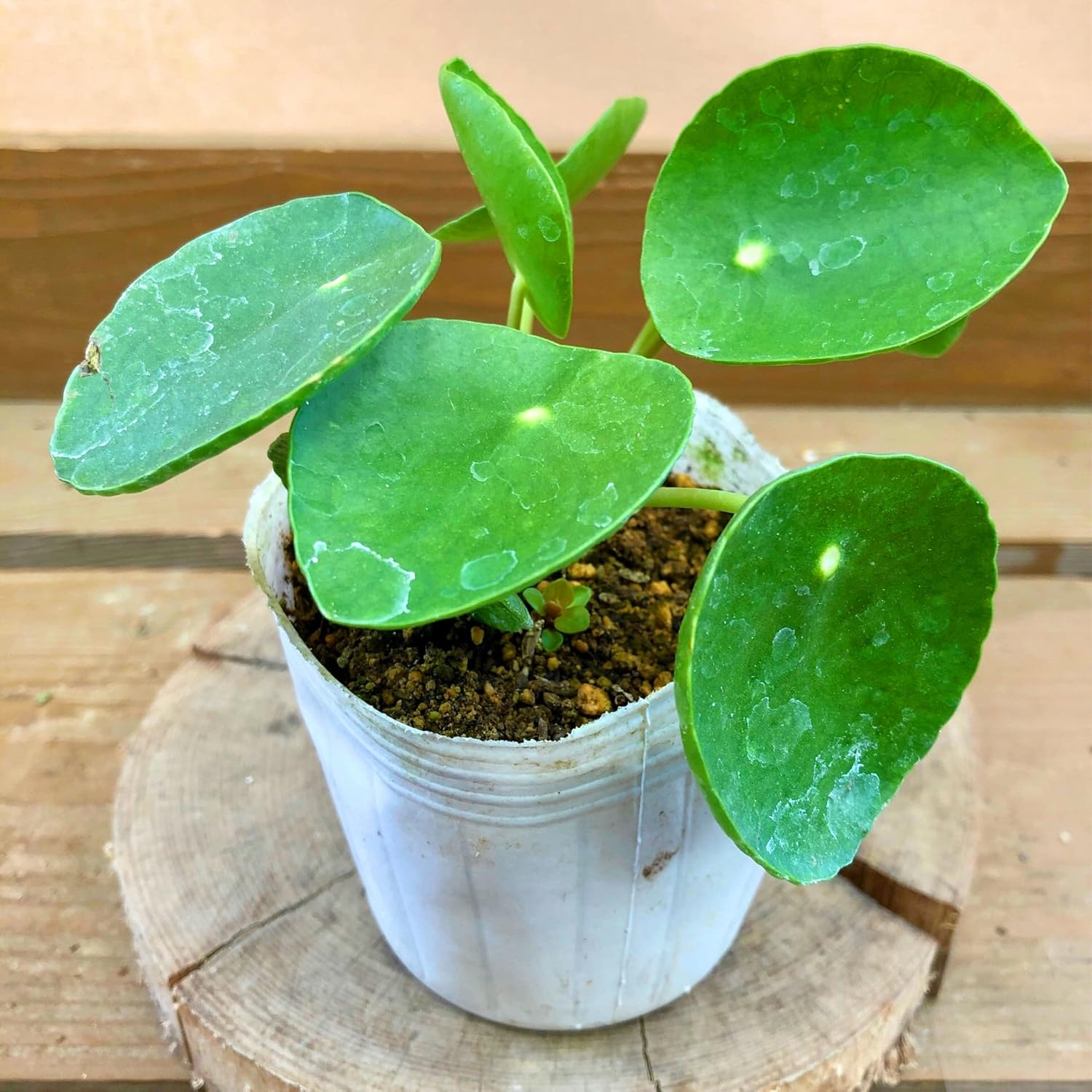 57 Off 観葉植物 Pilea Peperomioides ピレアペペロミオイデス 黒ポット入り とても丈夫で育てやすいです Www iwearparts Com 57 Off 観葉植物 Pilea Peperomioides ピレアペペロミオイデス 黒ポット入り とても丈夫で育てやすいです Www iwearparts Com