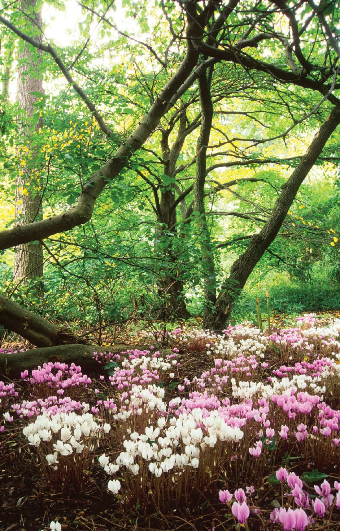 Fitzwilliam Museum Curating Notecard Blank Pack of Greeting Cards University of Cambridge (2 Each of 5 Designs) (Botanic Garden) - Image 3