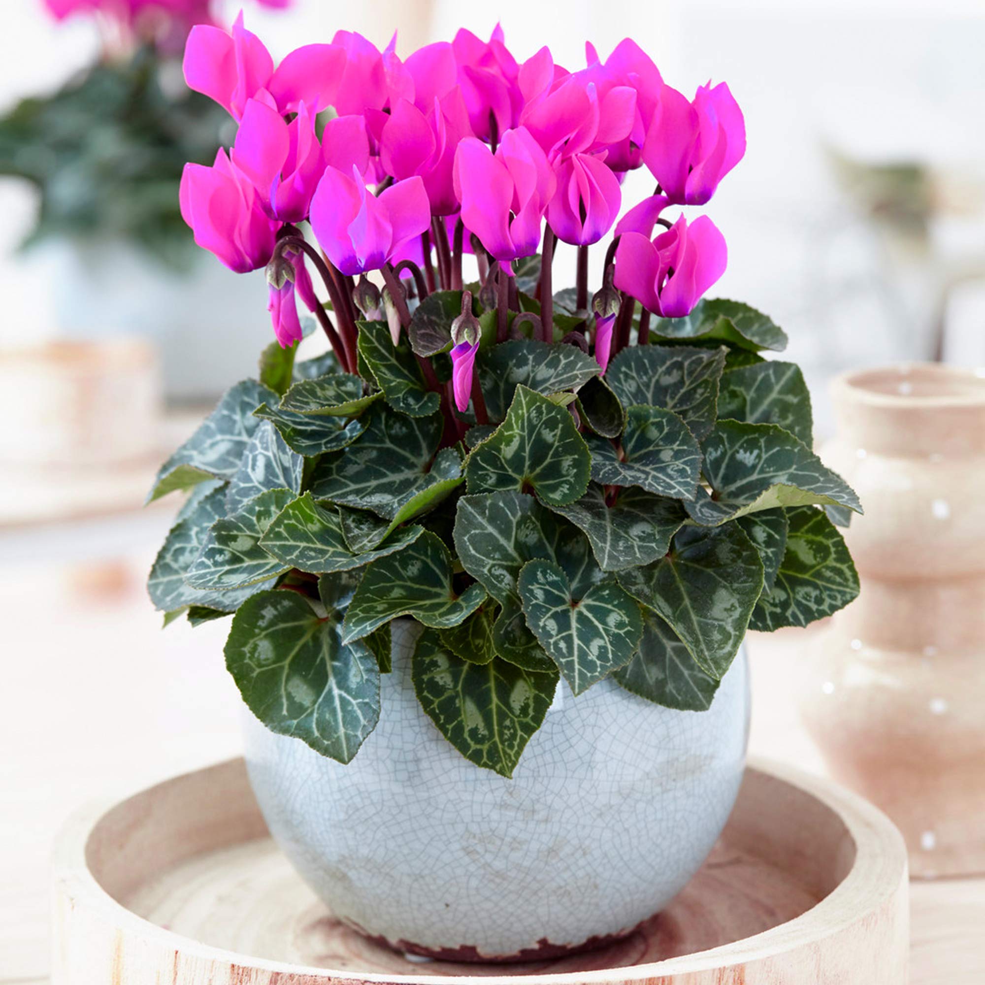 1 x Cyclamen persicum Purple | Colourful Flowering Deciduous Plant | 12cm Pot