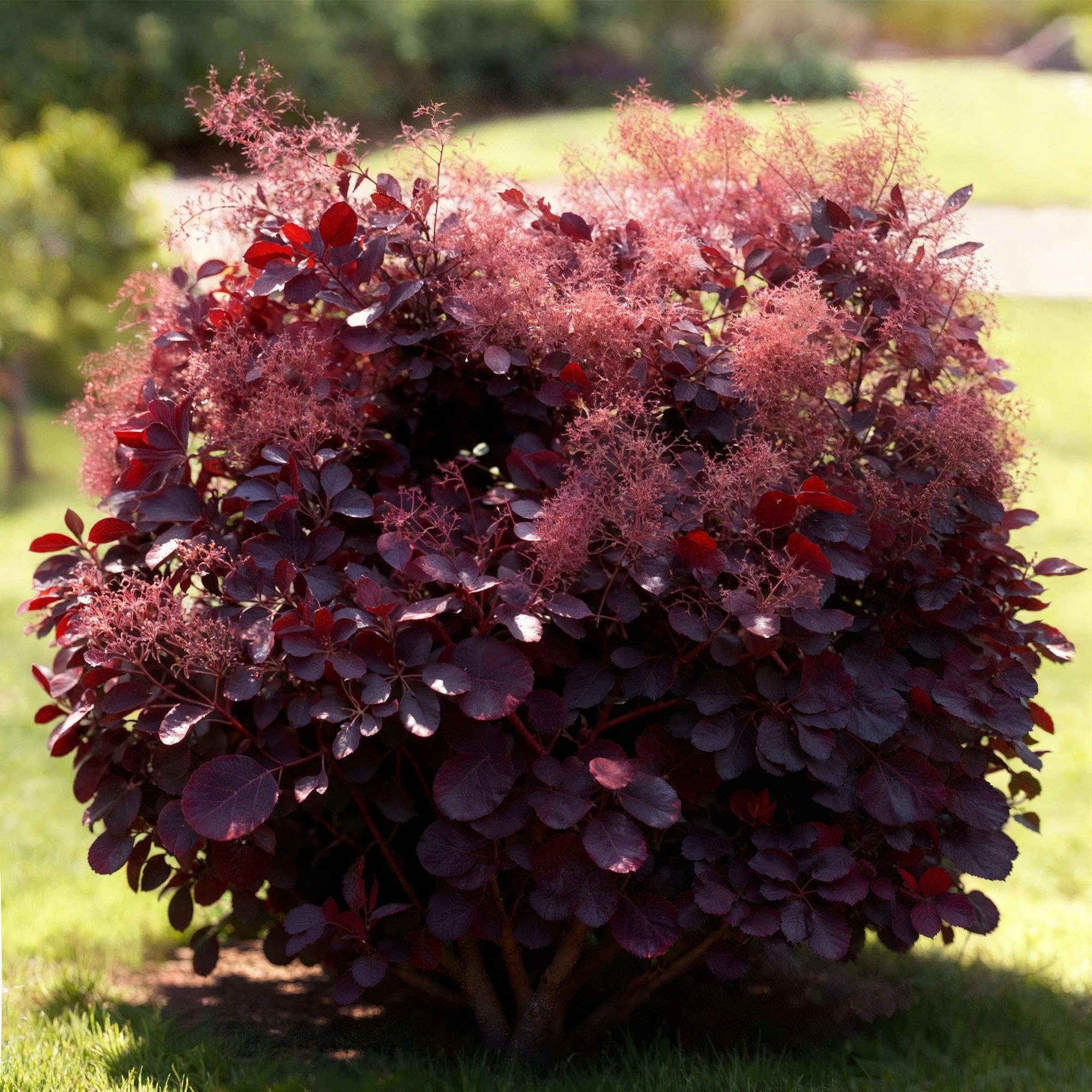 Cotinus coggygria Lilla – 3 rośliny – 12 cm – wysokość ok. 35 cm – liściasta peruka z fioletowymi letnimi kwiatami i fioletowymi liśćmi – łatwa w pielęgnacji, na grządkę, taras i balkon