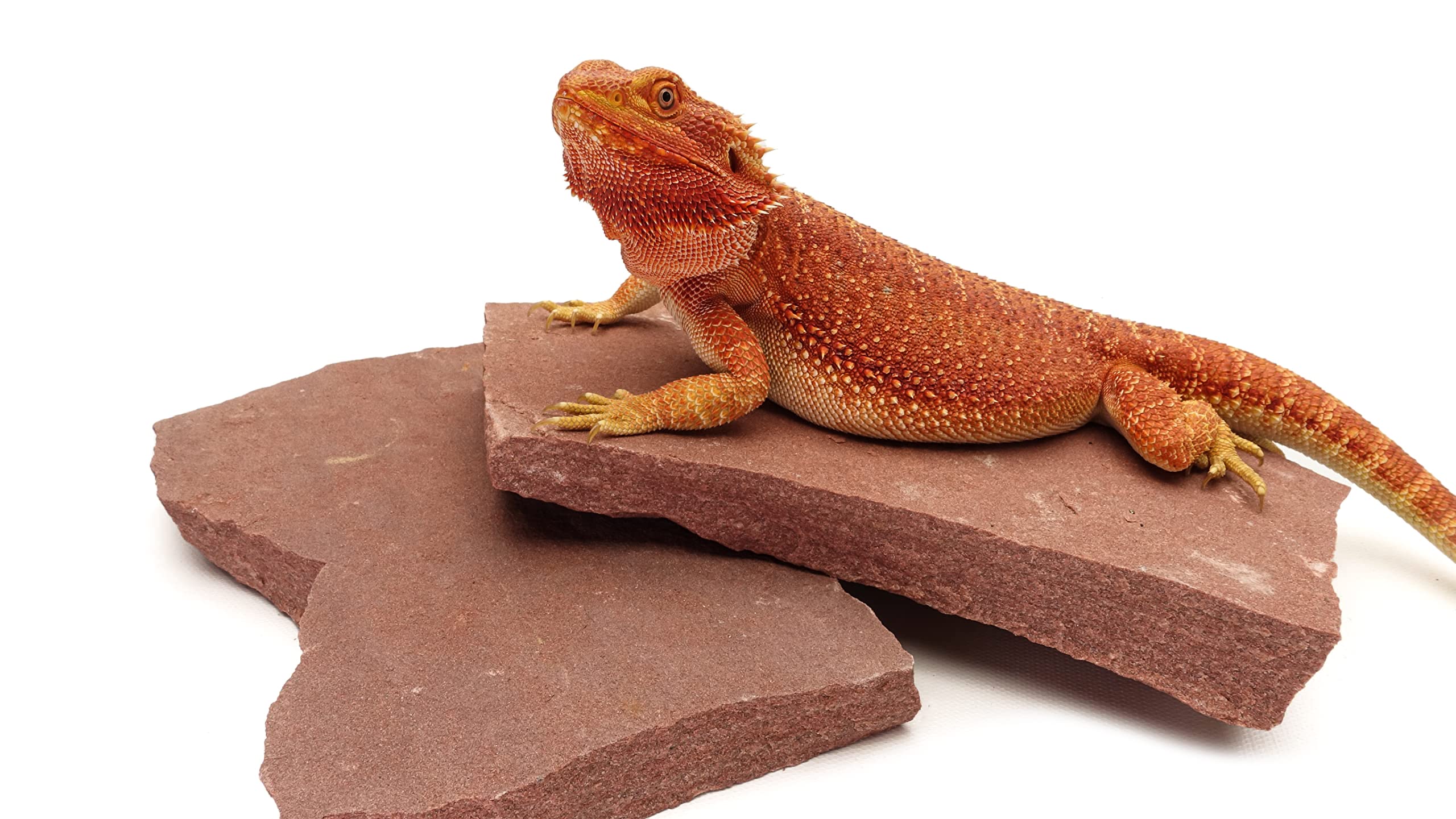 CAROLINACUSTOMCAGES Natural Habitat Basking Rocks for Reptiles, Wyoming Rose, Medium Size Pair, Carolina Custom Cages