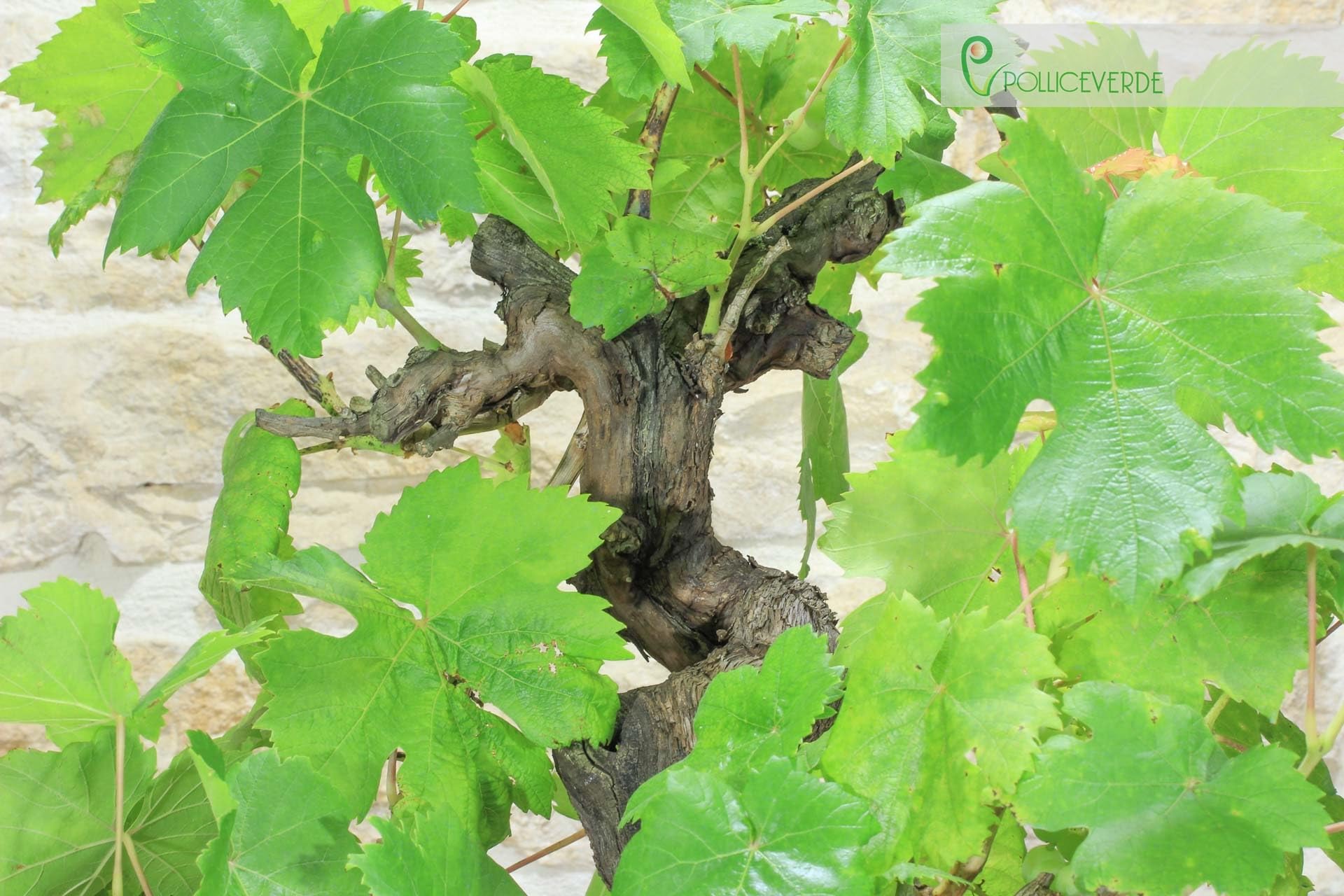 Bonsaï de vigne (111)