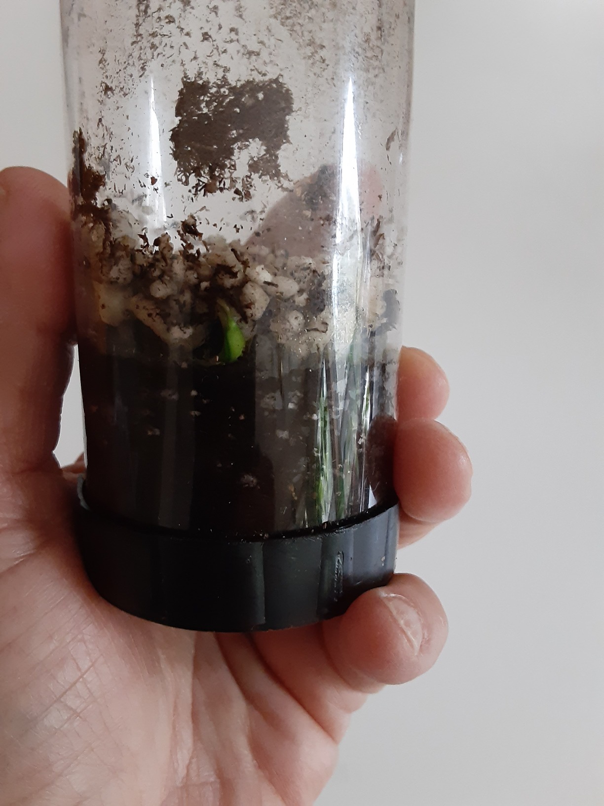 Amazon.com : Bonsai Tree Grow Kit | Japanese Maple | White Design | The ...