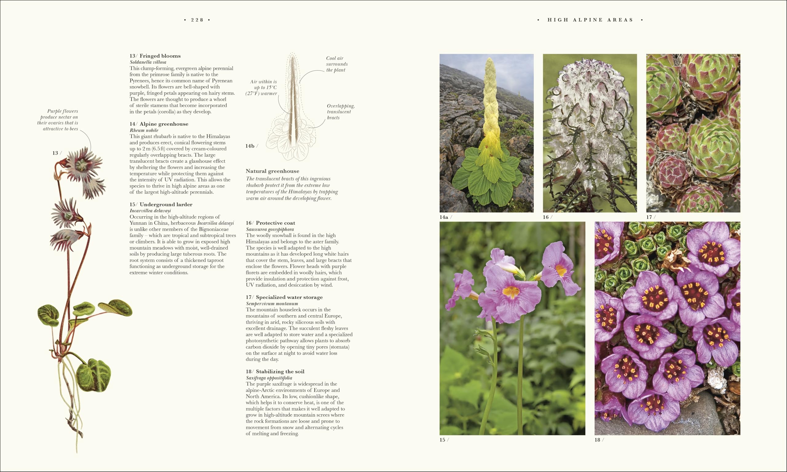 Atlas of Botany: An Exploration of Plants Across Time and Around the World