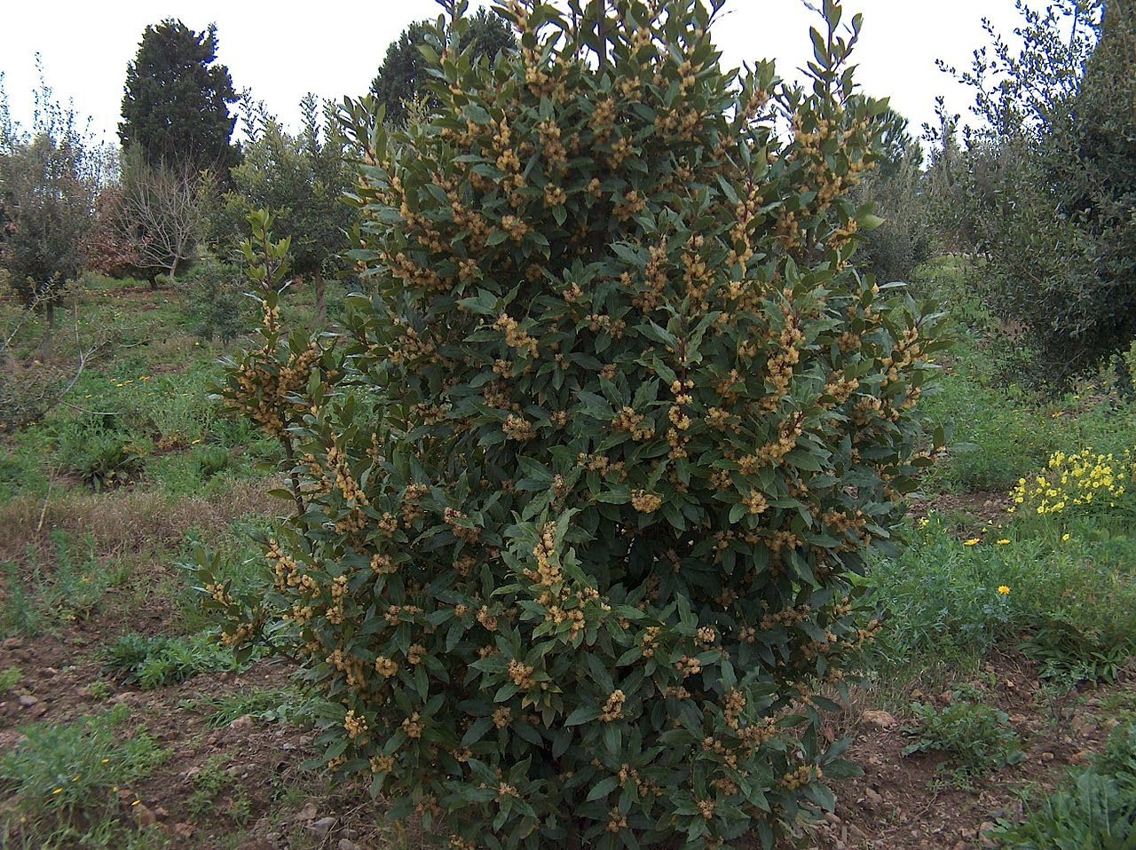 10 Graines de Laurier (Laurus nobilis)