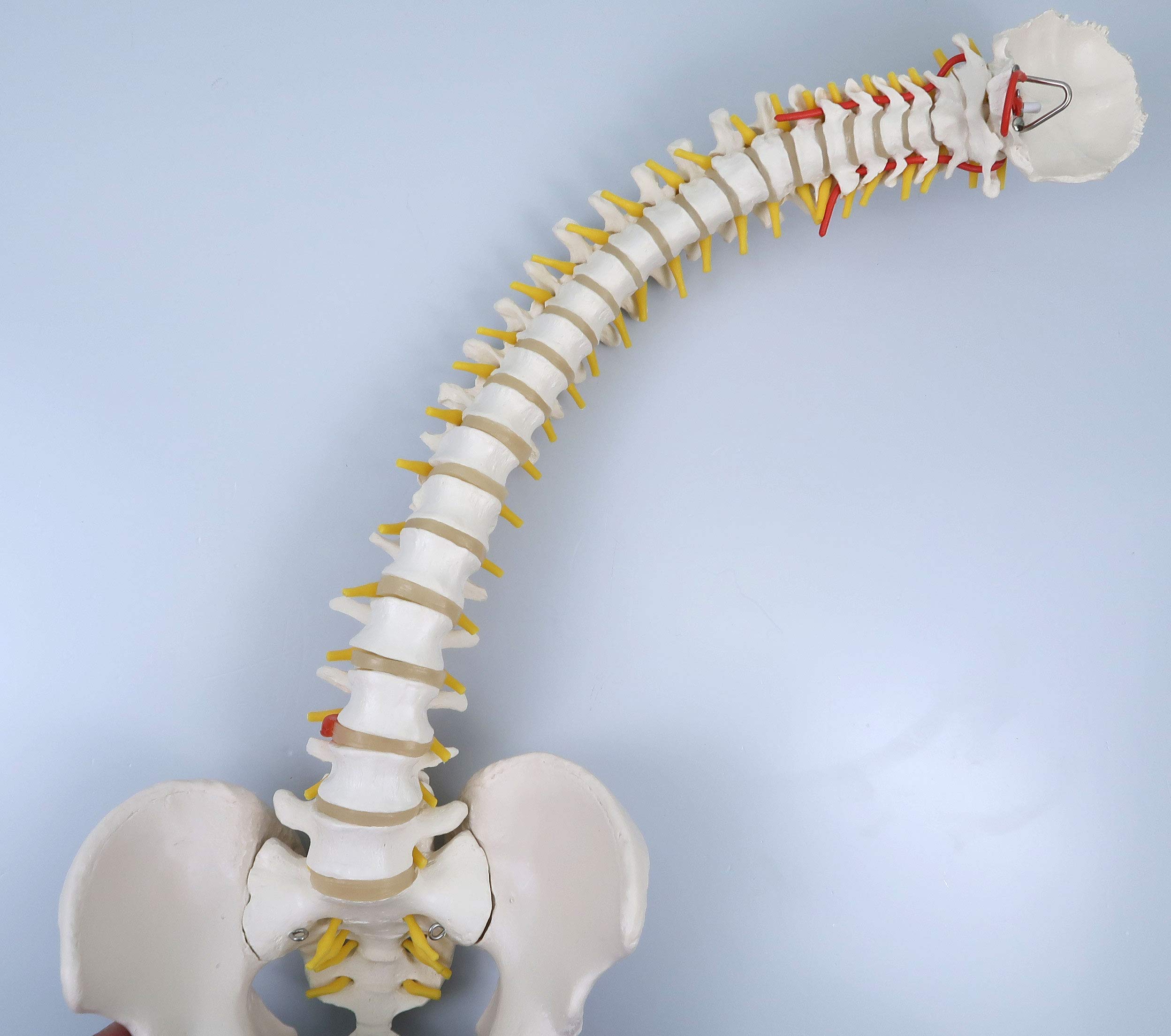 3B Scientific A58/1 Colonna Vertebrale Flessibile Classica + software gratuito di anatomia - 3B Smart Anatomy