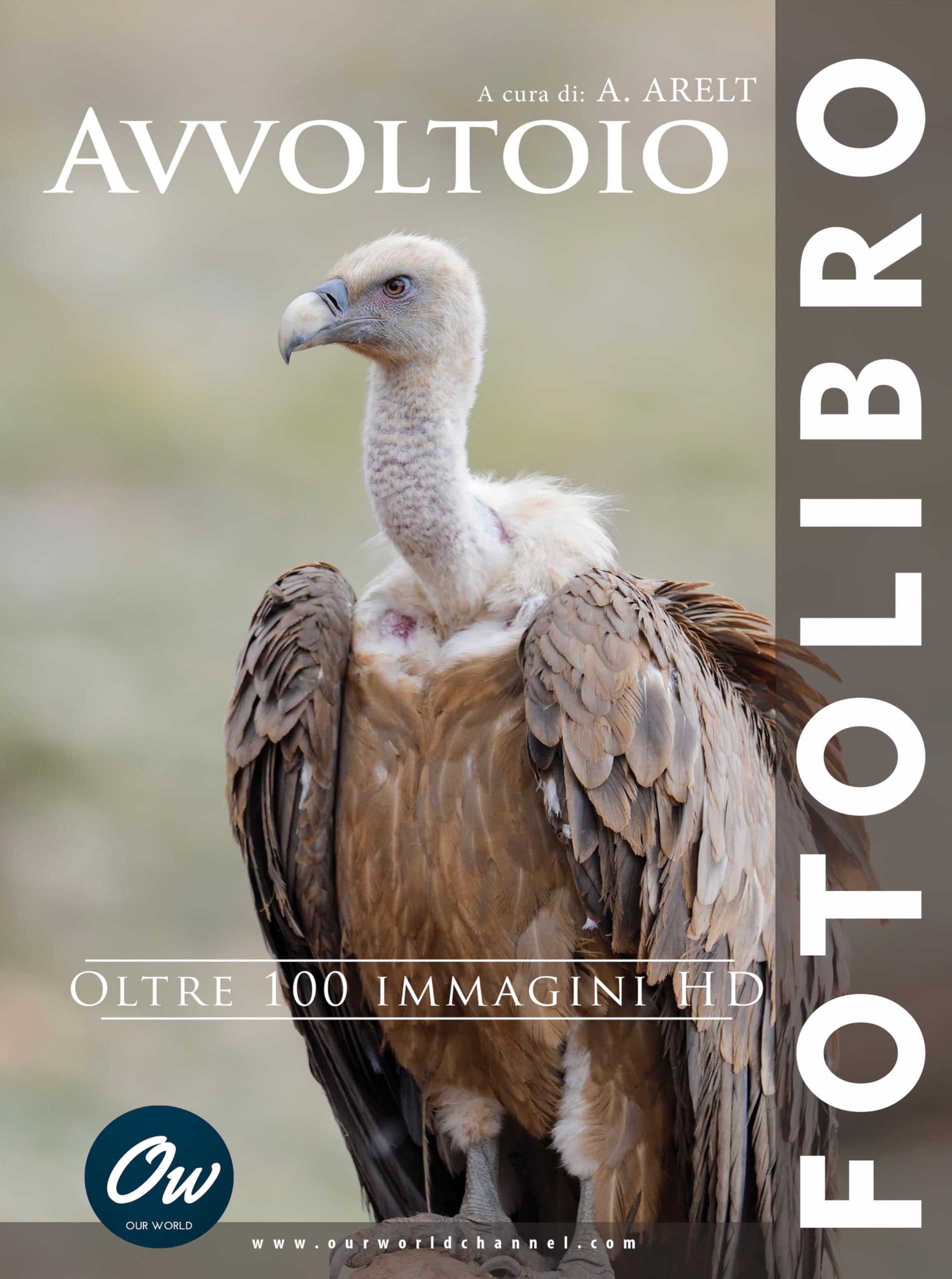 Avvoltoio album photo italien haute définition avec 100 images HD d'art