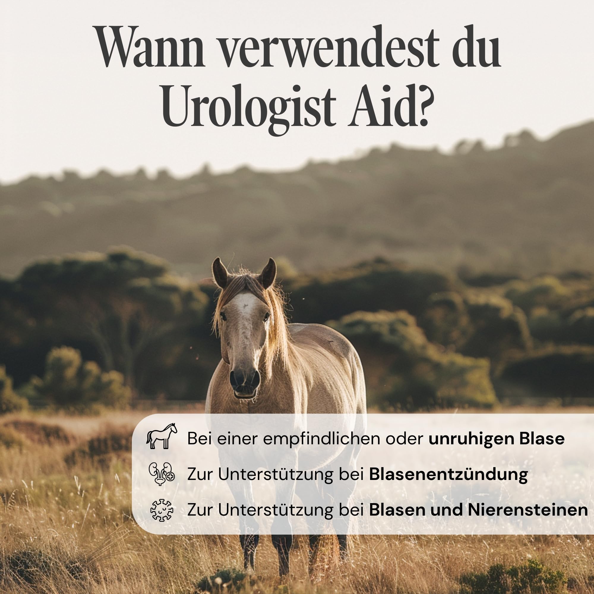 Urologist Aid Pferd – Harnwegshilfe bei Blasenentzündung, Blasensteinen & Nierensteinen – pflanzliches Nahrungsergänzungsmittel zur Unterstützung von Blase & Harnwegen – 180 × 1000 mg – Sensipharm