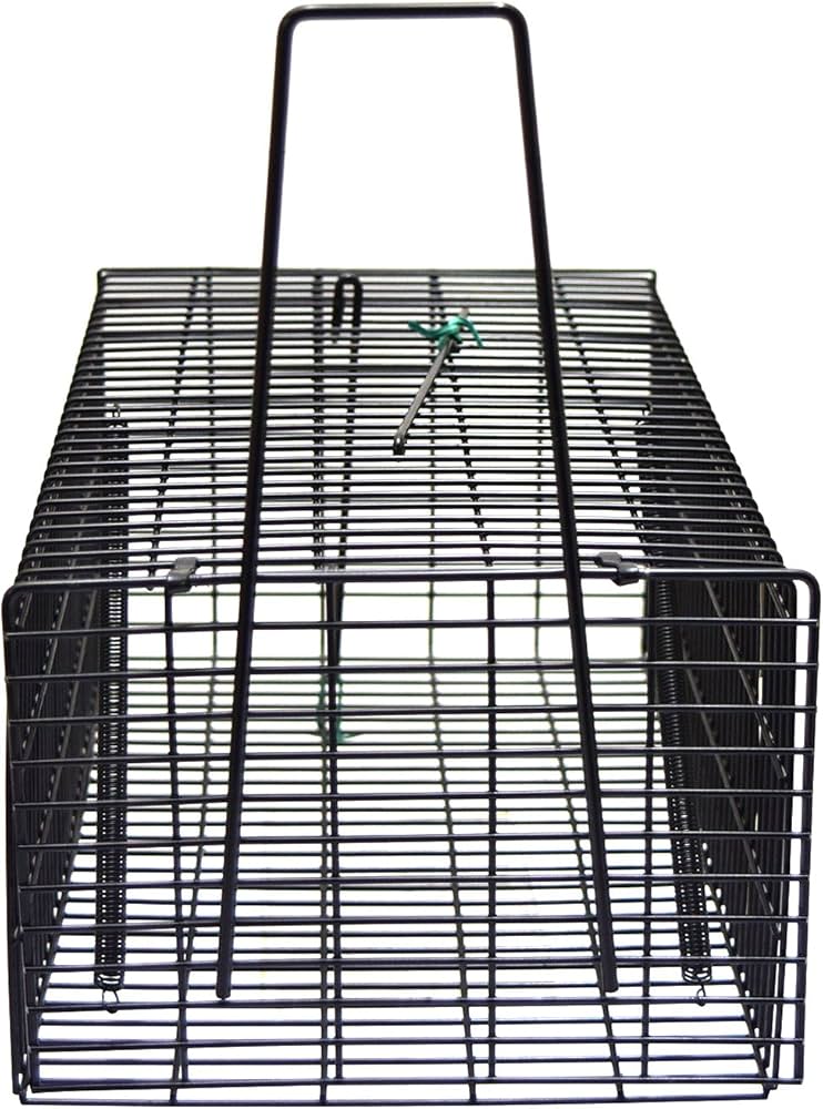 ねずみ 4本目 81WBL10xd4L._AC_UF350,