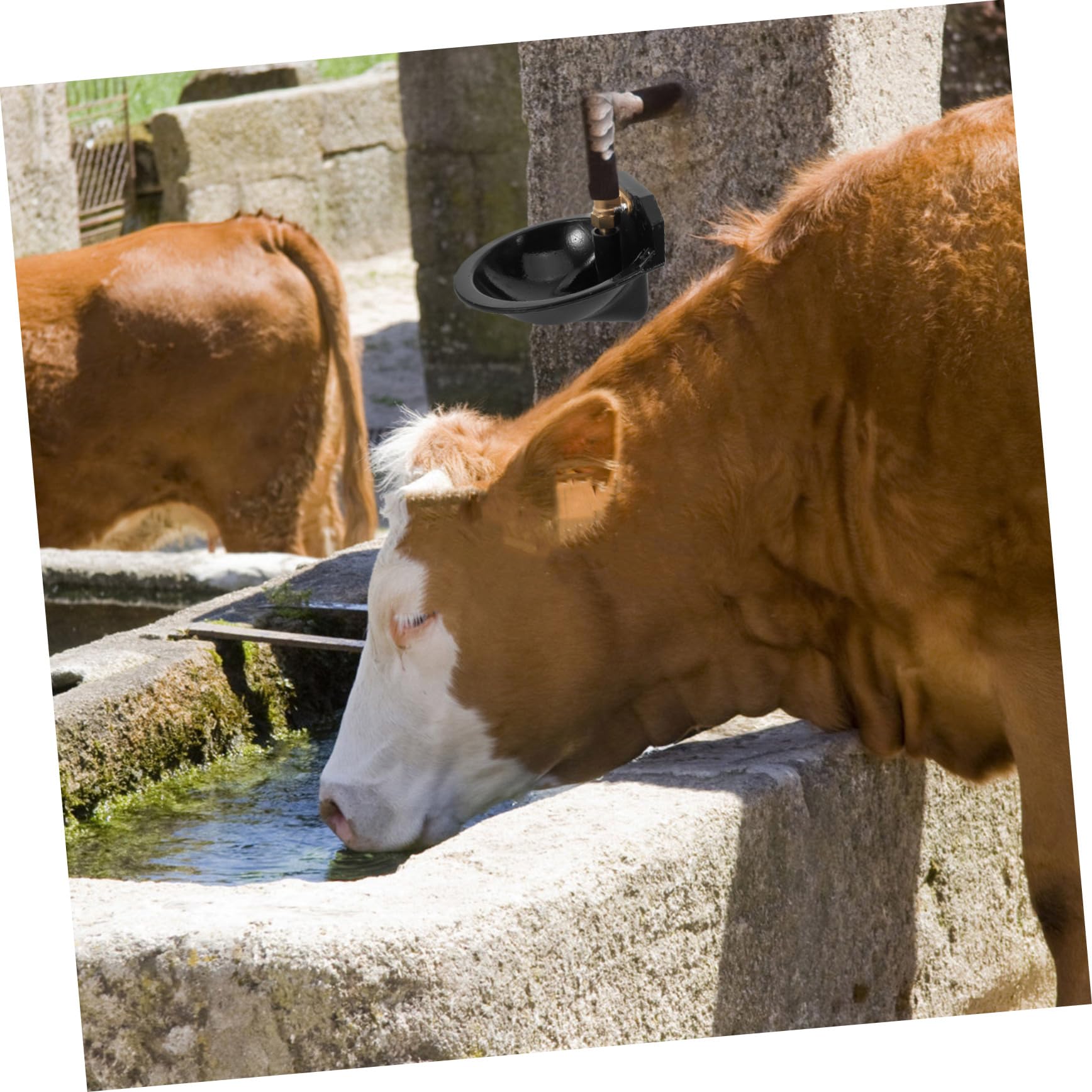 Ciotola Abbeveratoio in Ferro e Ottone per Bovini Neri | Capacità Grande, Uso in Stalla E'aperto, Facile da Mantenere e Semplice da Usare