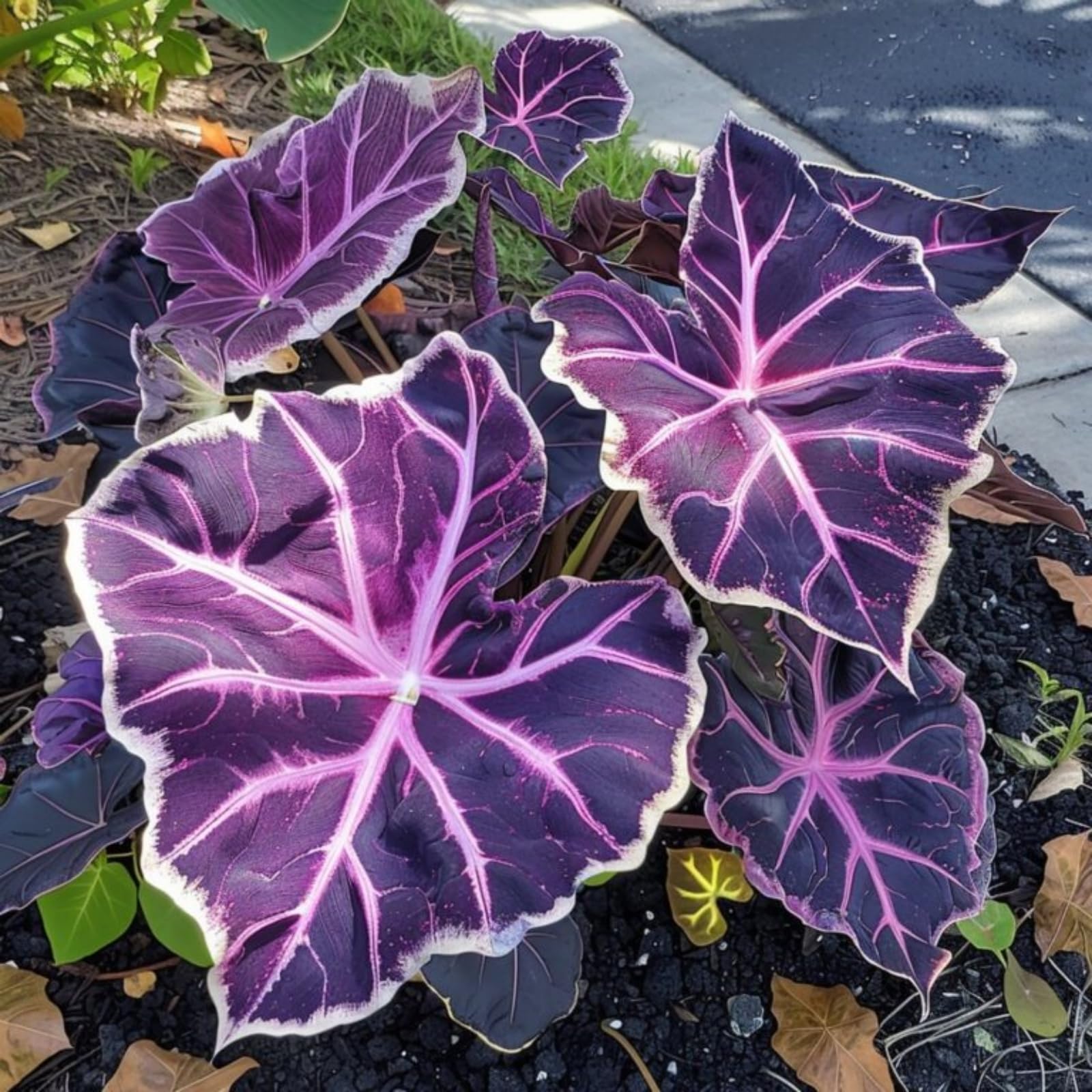 Elephant Ear/Strong Plants That Grow Well/Mix Golden Jade Carving Feels/Crop for Planting Now UK -8bulbs-1