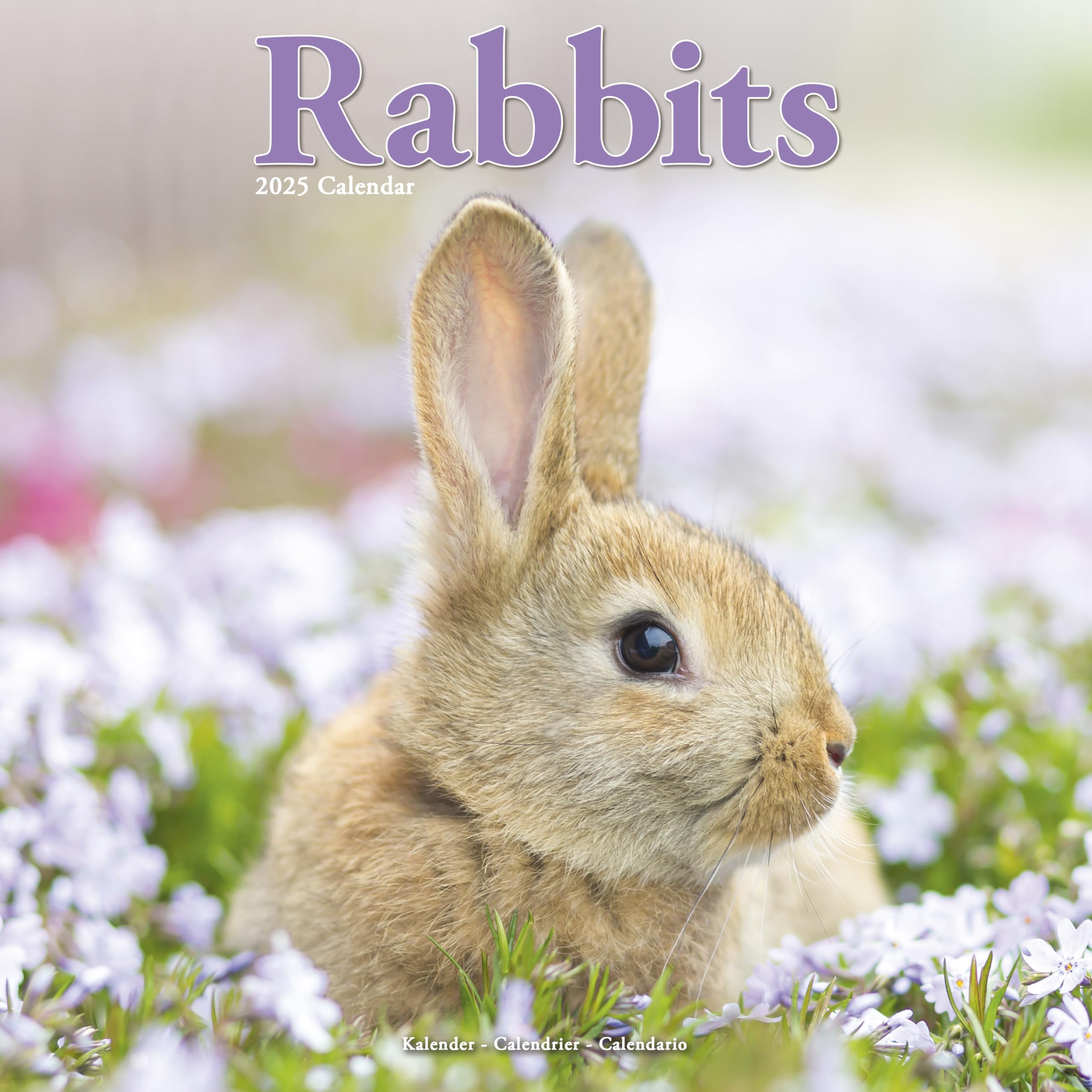 Rabbits 2025 Square Wall Calendar | Animal, Wildlife Calendar ENGLISH EDITION