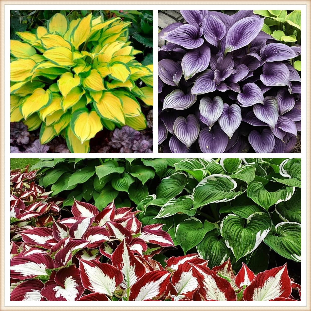 Hosta Bulbs Live, Hosta Plants for Sale, Perennial, Easy Plant, Ornamental Flowers, Wedding Flowers, Bulbs Mix, 6bulbs-a