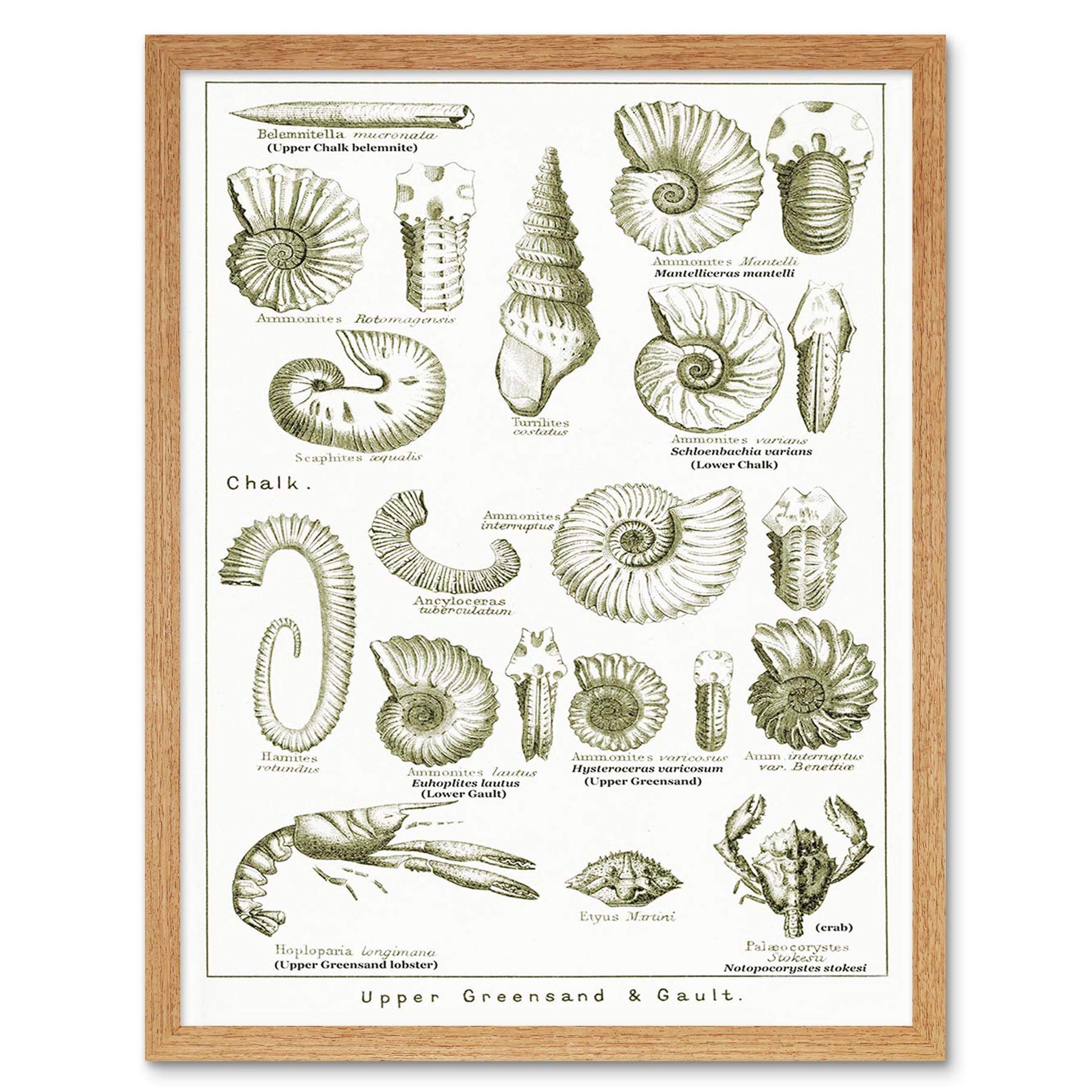 Wee Blue Coo Paintings Book Illustration Crustacean Shellfish Fossil Clay Beach Art Print Framed Poster Wall Decor 12X16 Inch