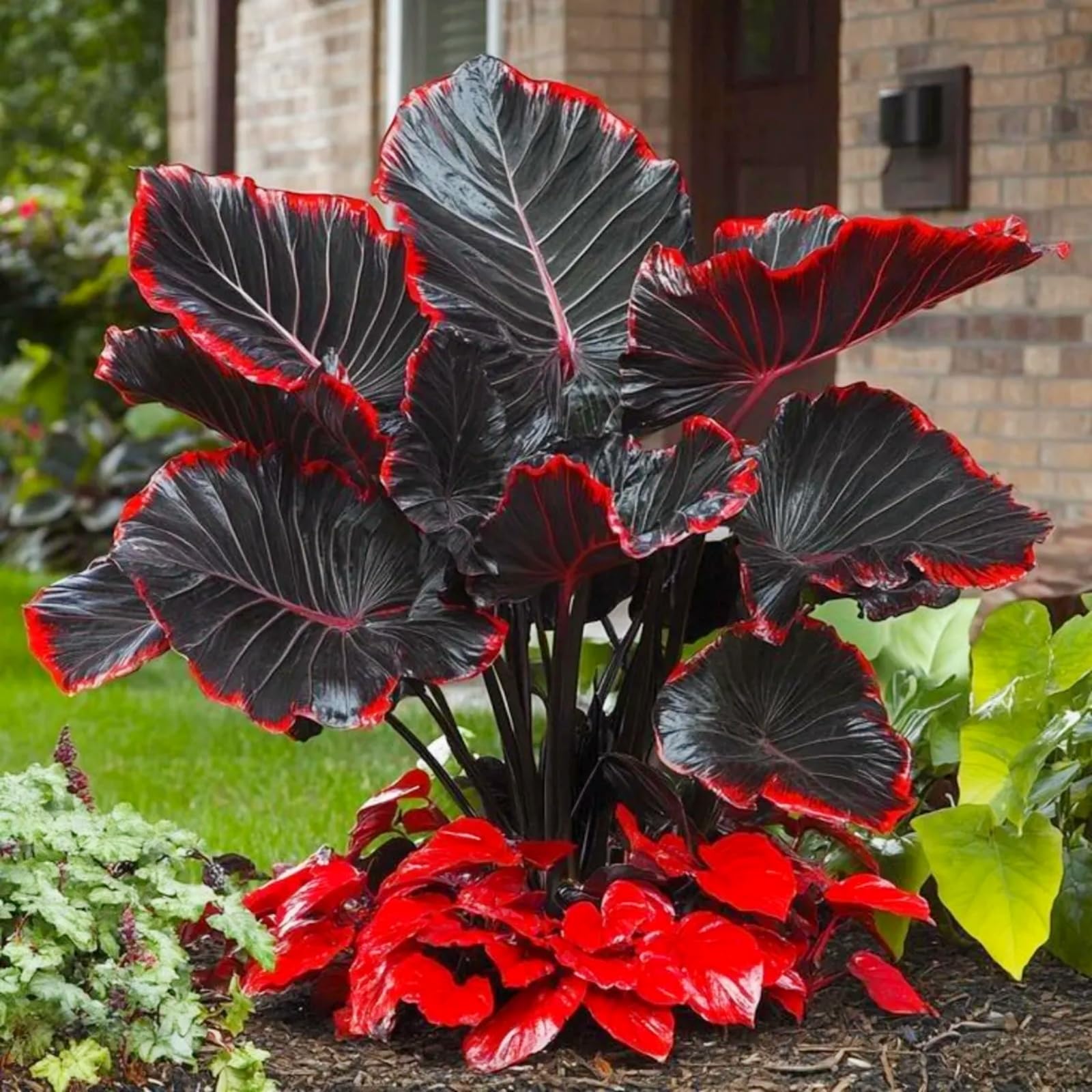 Elephant Ears Bulbs/Surprise Growth, Garden Decoration, No Watering Required,Good for Containers-i-2Bulbs