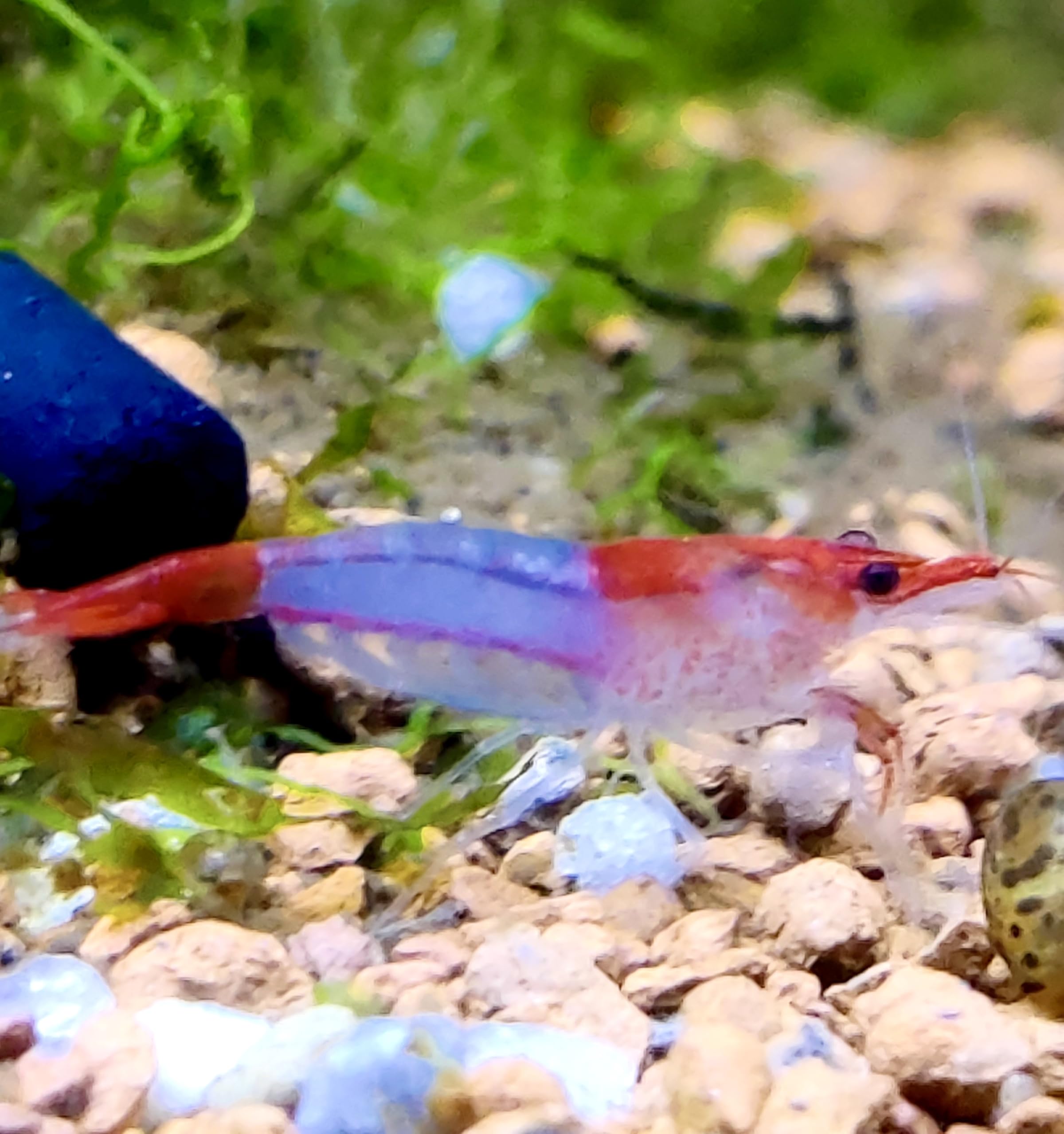 Garnelenglück- Red Rili Garnelen - Neocaridina - 5/10/20 Stück (20)