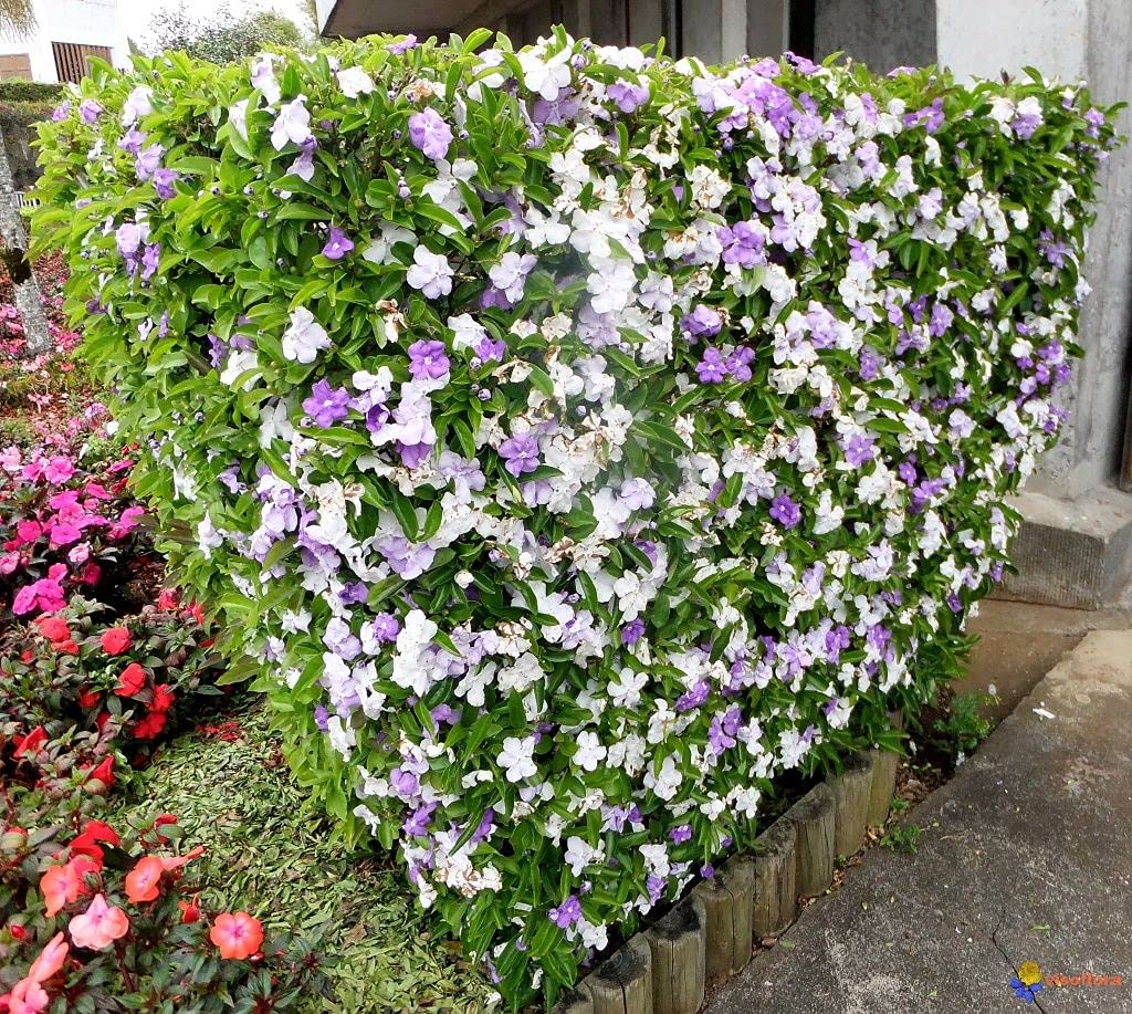 Yesterday Today And Tomorrow Plant How To Grow Care Yesterday Today