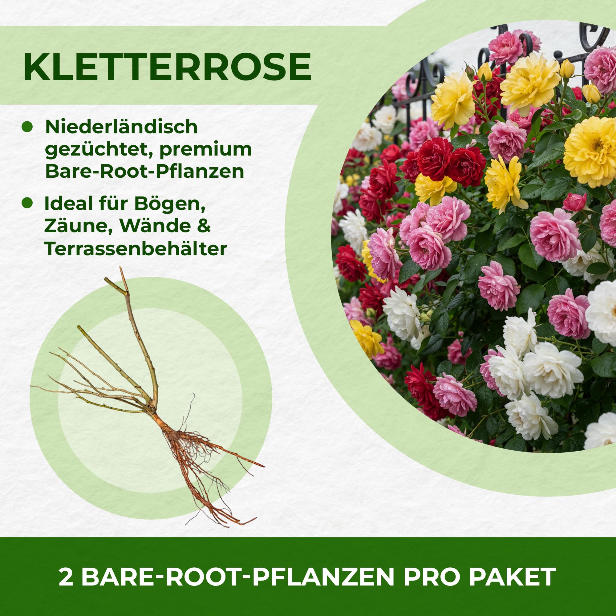 Rosen Pflanzen Gelb - 1 Pflanze - Stauden Winterhart Mehrjährig - Duftende Echte Rosen aus Holland - für Garten und Topf (keine Samen, nicht künstlich)