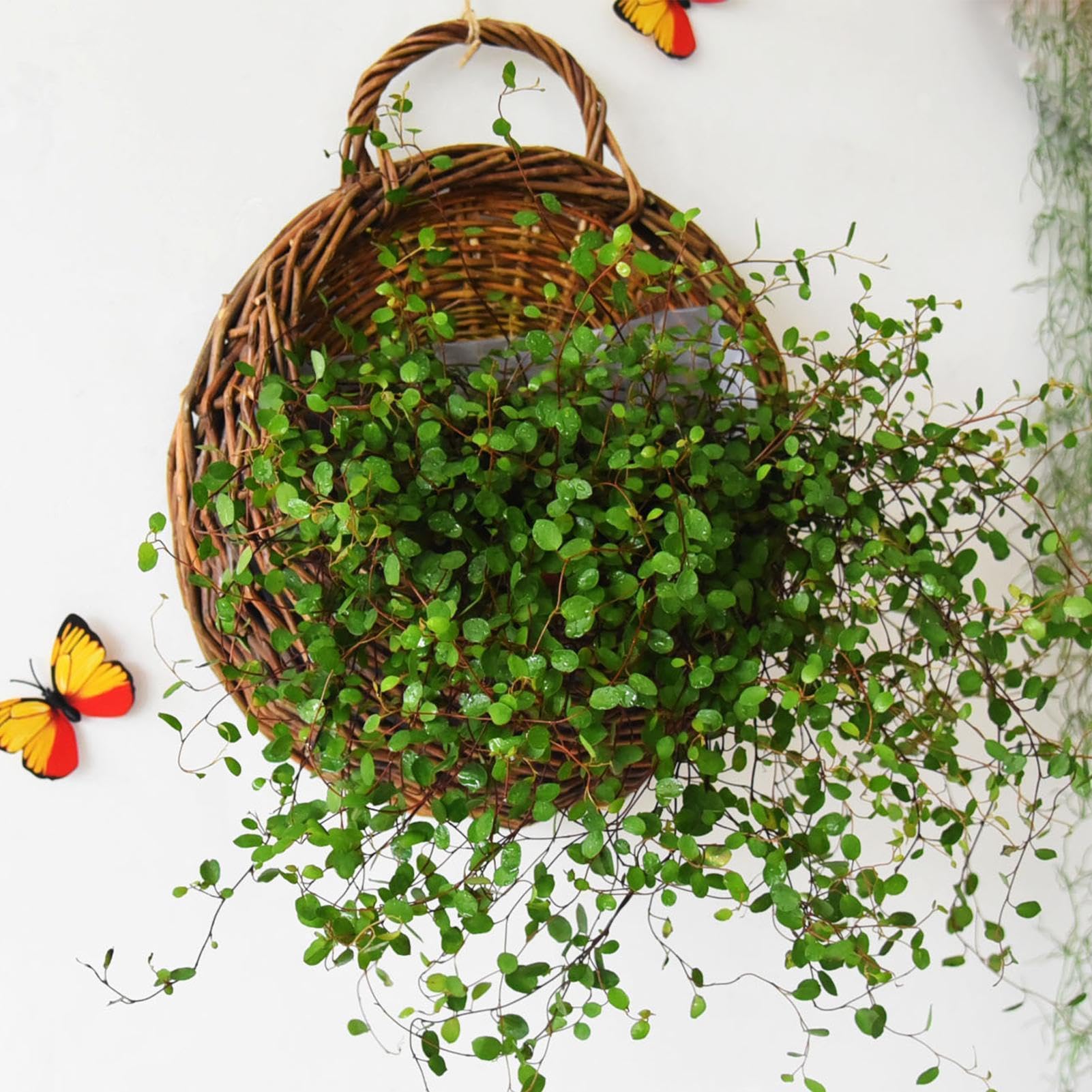 Fioriera artigianale in rattan, vaso da fiori in salice fatto a mano, vaso da 30 cm con retro , cestino da parete in fibra naturale, contenitore da appendere con stile intrecciato, supporto per