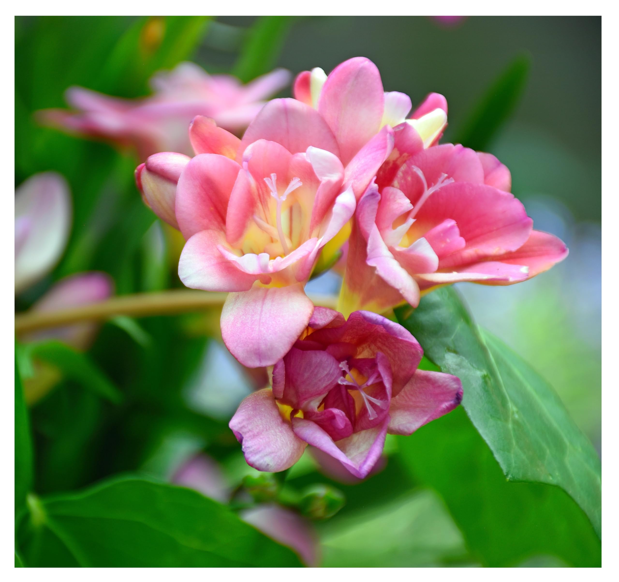 10x Freesia Double Pink Summer Flowering Bulbs Colourful Garden Plant Corms Wedding Fragrant Cut Flowers Size 5/6