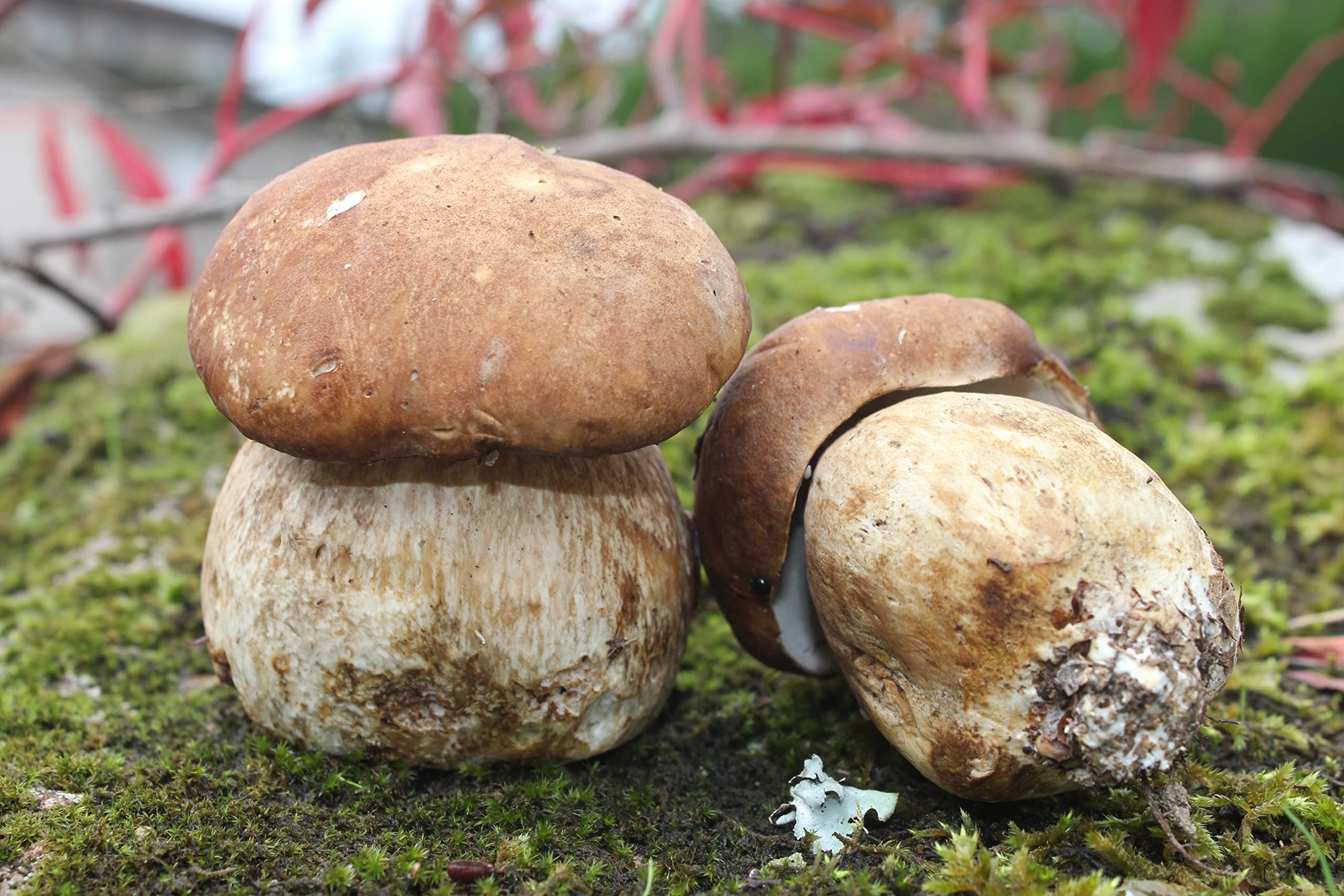 Árbol Frutal castaño. Produce castañas grandes y setas. Altura 1-1,20m. Maceta 3,5 litros. Castaño variedad Soutovello, micorrizado productor de setas (Boletus edulis). Resistencia Tinta y Avispilla