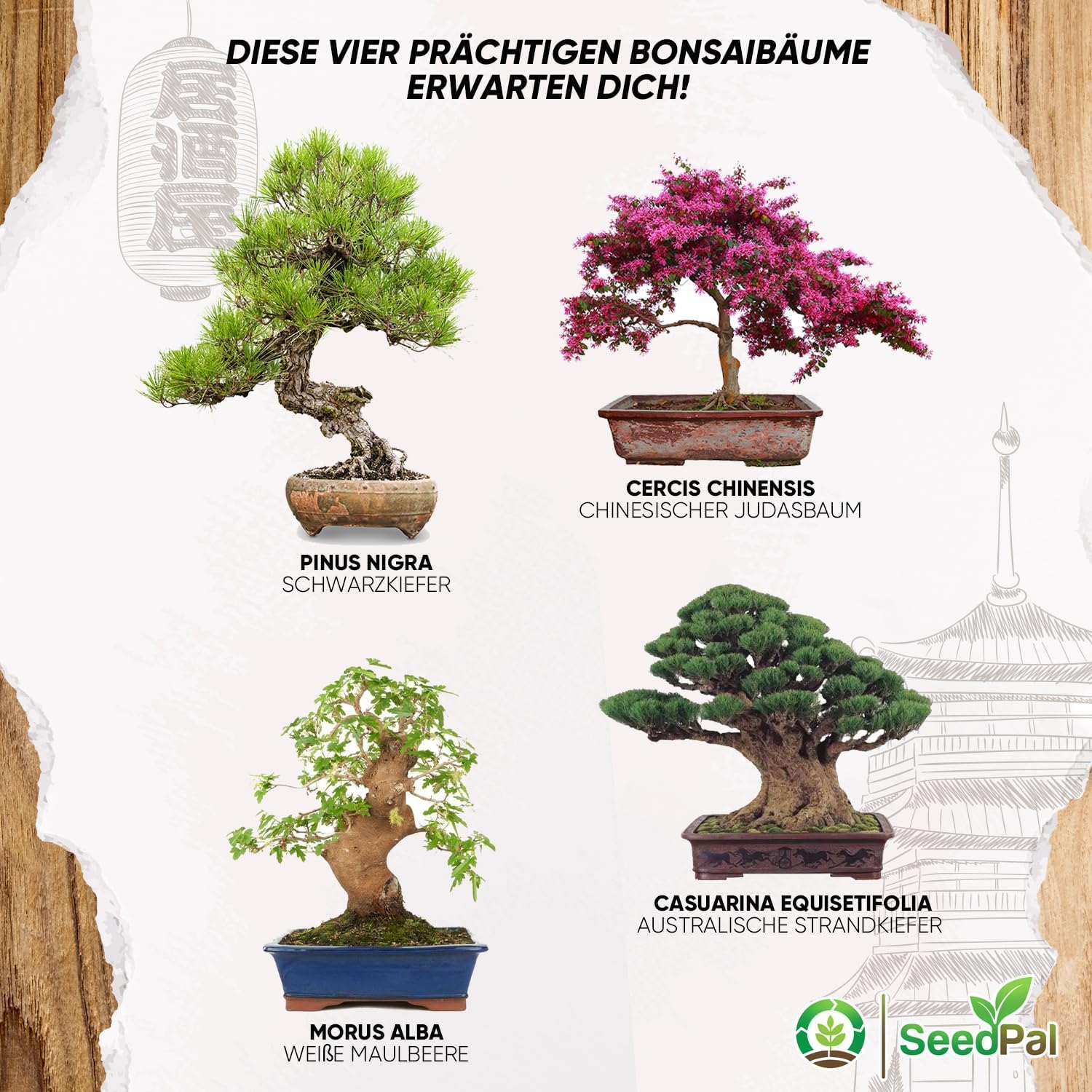 SeedPal Zestaw bonsai - zestaw startowy bonsai - zestaw do uprawy bonsai 4 różne nasiona drzew bonsai - zestaw prezentowy/zestaw do sadzenia wraz z instrukcją i akcesoriami