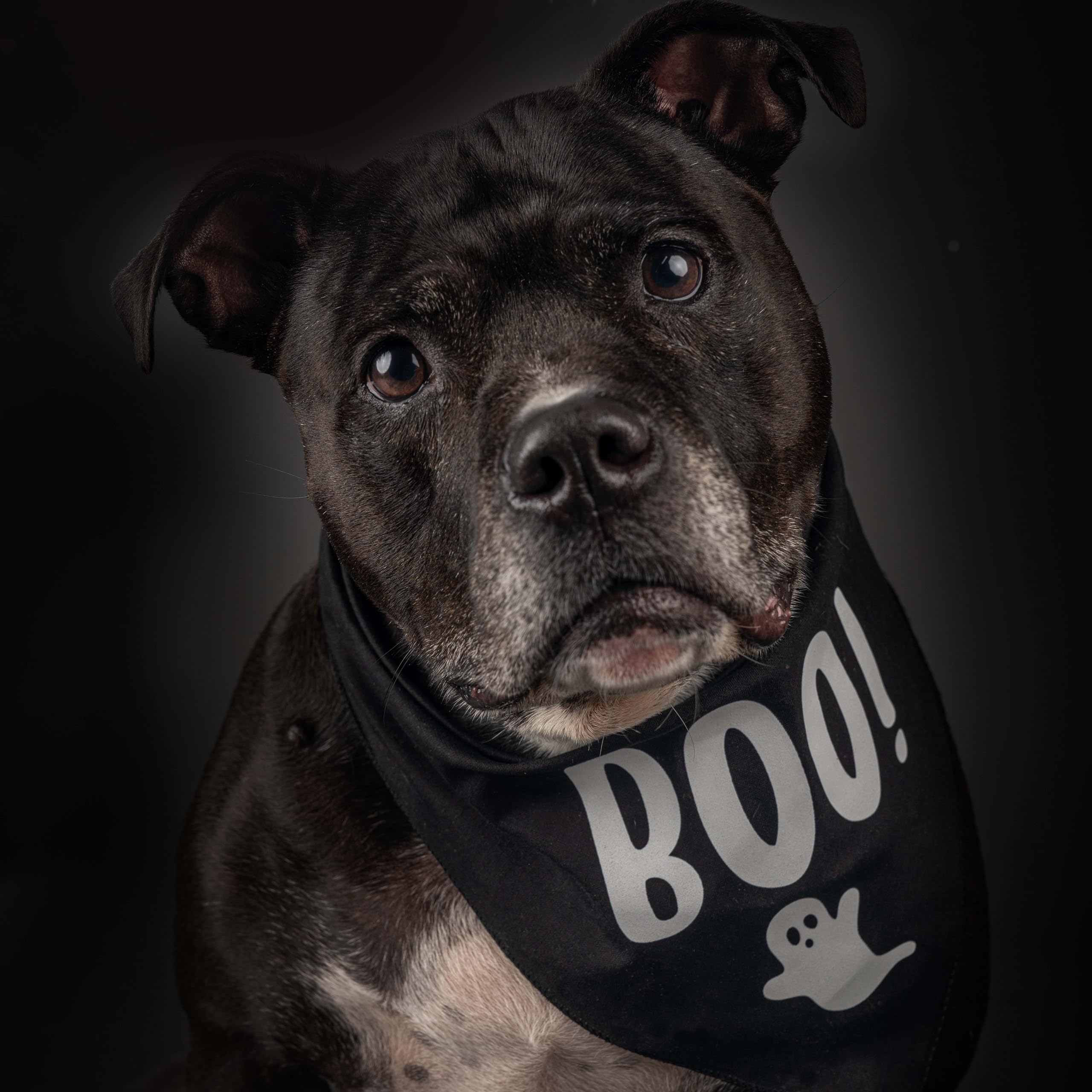 Boo! with Ghost Halloween Hundehalstuch, Schwarz