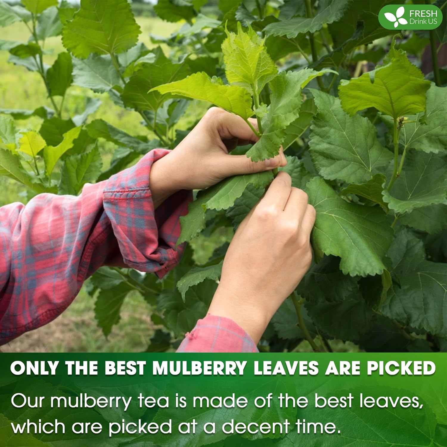 FreshDrinkUS, Premium 75 Mulberry Leaf Tea Bags, 100% Natural & Pure from Mulberry Leaves. Loose Leaf Herbal Tea. Made with Natural Material Tea Bags. No Sugar, No Caffeine, No Gluten, Vegan. - Image 6