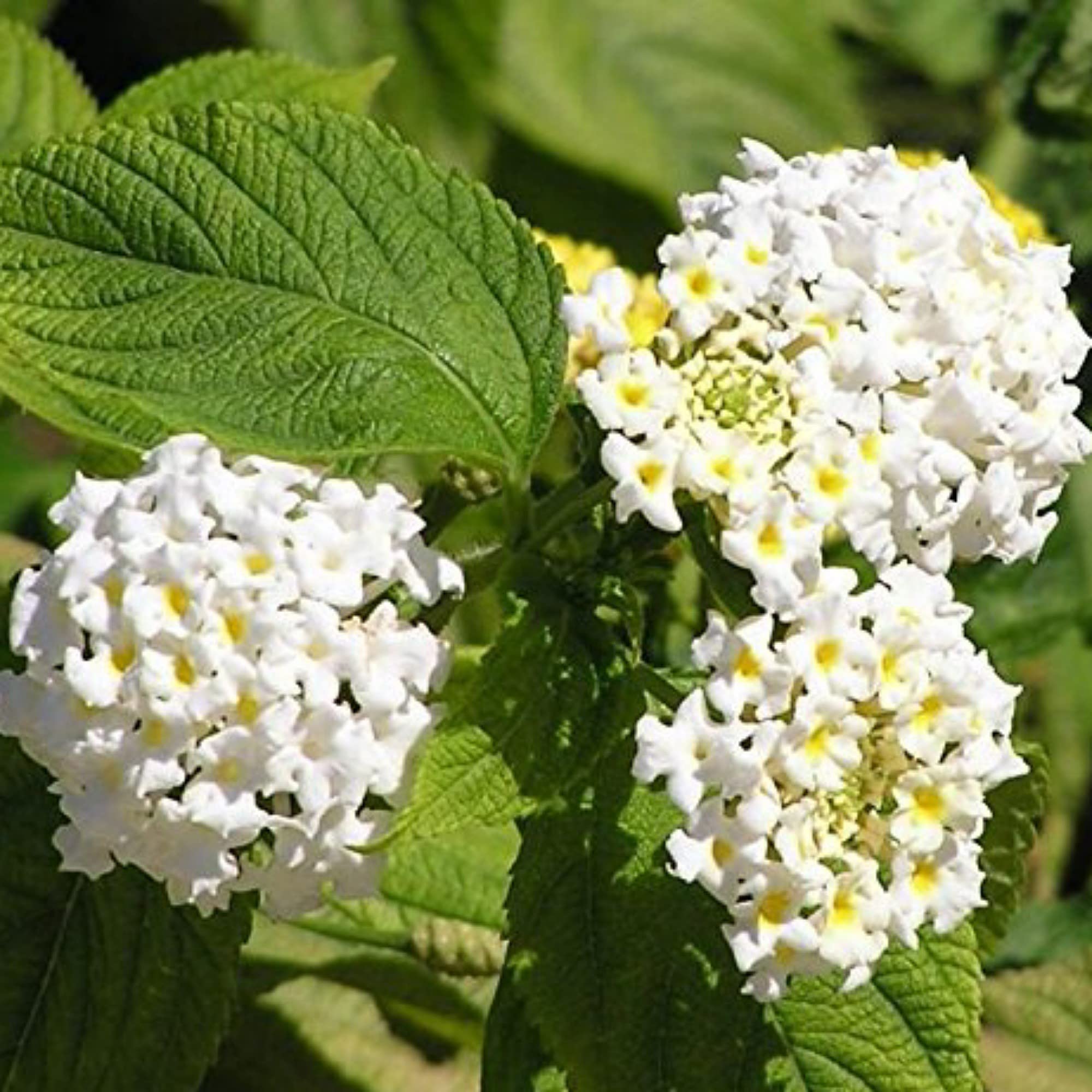 See full amazon price history chart for Guruji Plantation Lantana Plant Garden Live Plant Nursery Outdoor Living Plant (White) Guruji Plantation Lantana Plant Garden Live Plant Nursery Outdoor Living Plant (White) (B0BWYNDBW2) Amazon Price History, Amazon Price Tracker