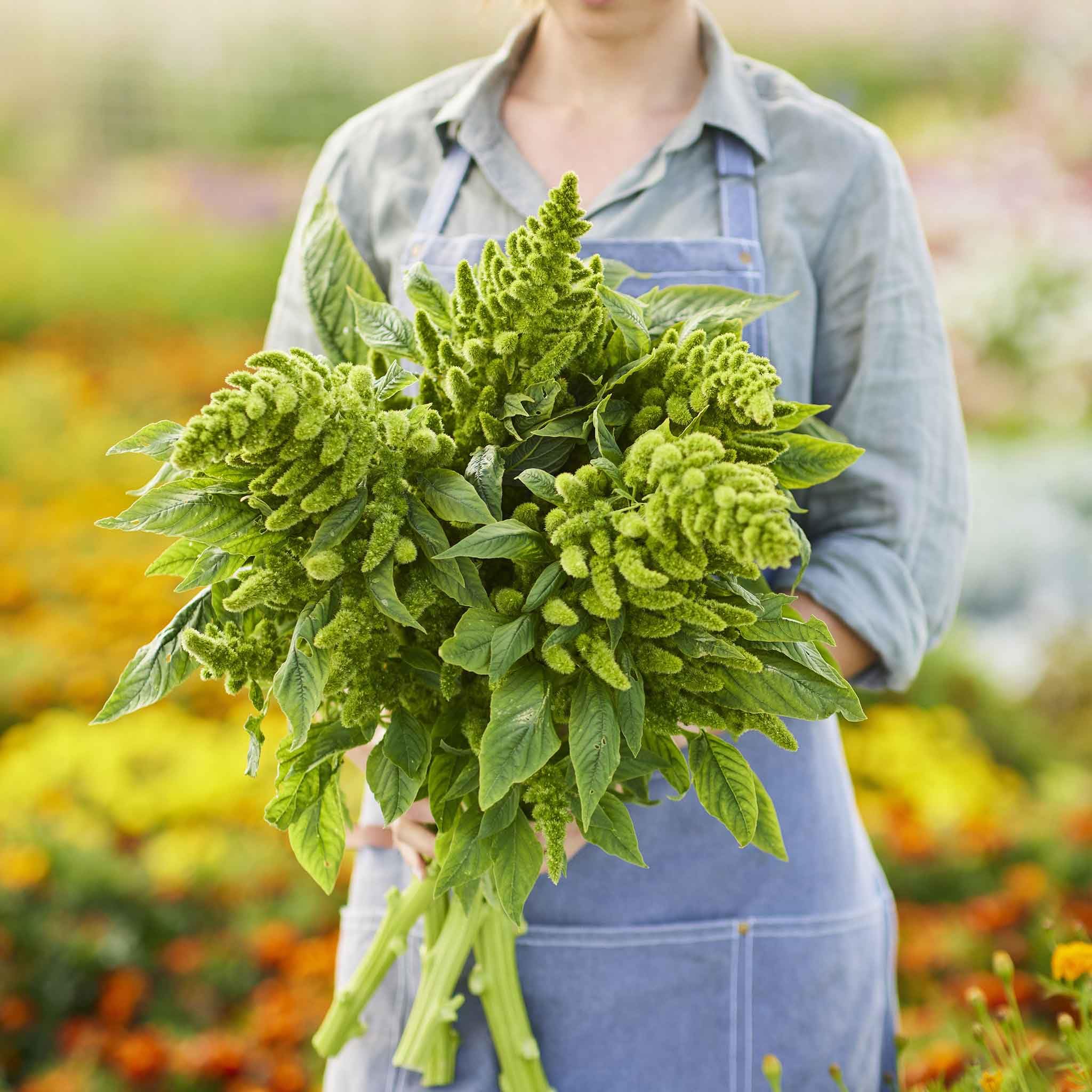 Eden Brothers Amaranthus Green Thumb