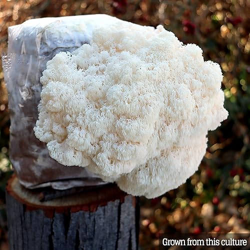 Miniatura 7 de Cultivo líquido de hongos - Melena de león (Hericium Erinaceus)