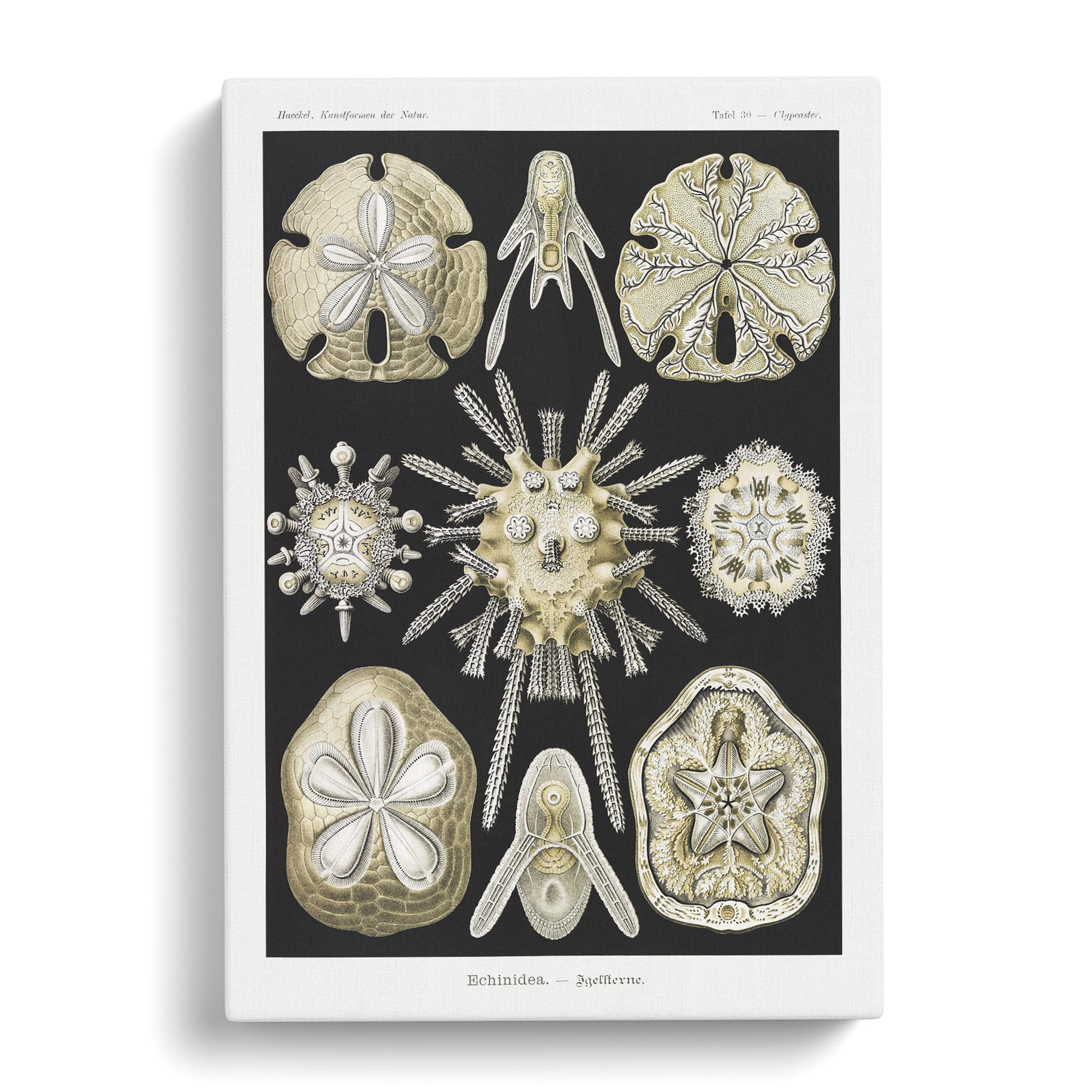 Echinoida Sea Urchin Vol.1 By Ernst Haeckel Canvas Print, Mixed, 25L x 50W cm - Image 3