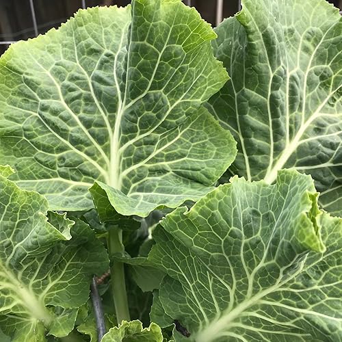 CHUXAY GARDEN Carolina Yellow Colard Seed 50 semillas, gran sabor orgánico herencia vegetal sin OMG