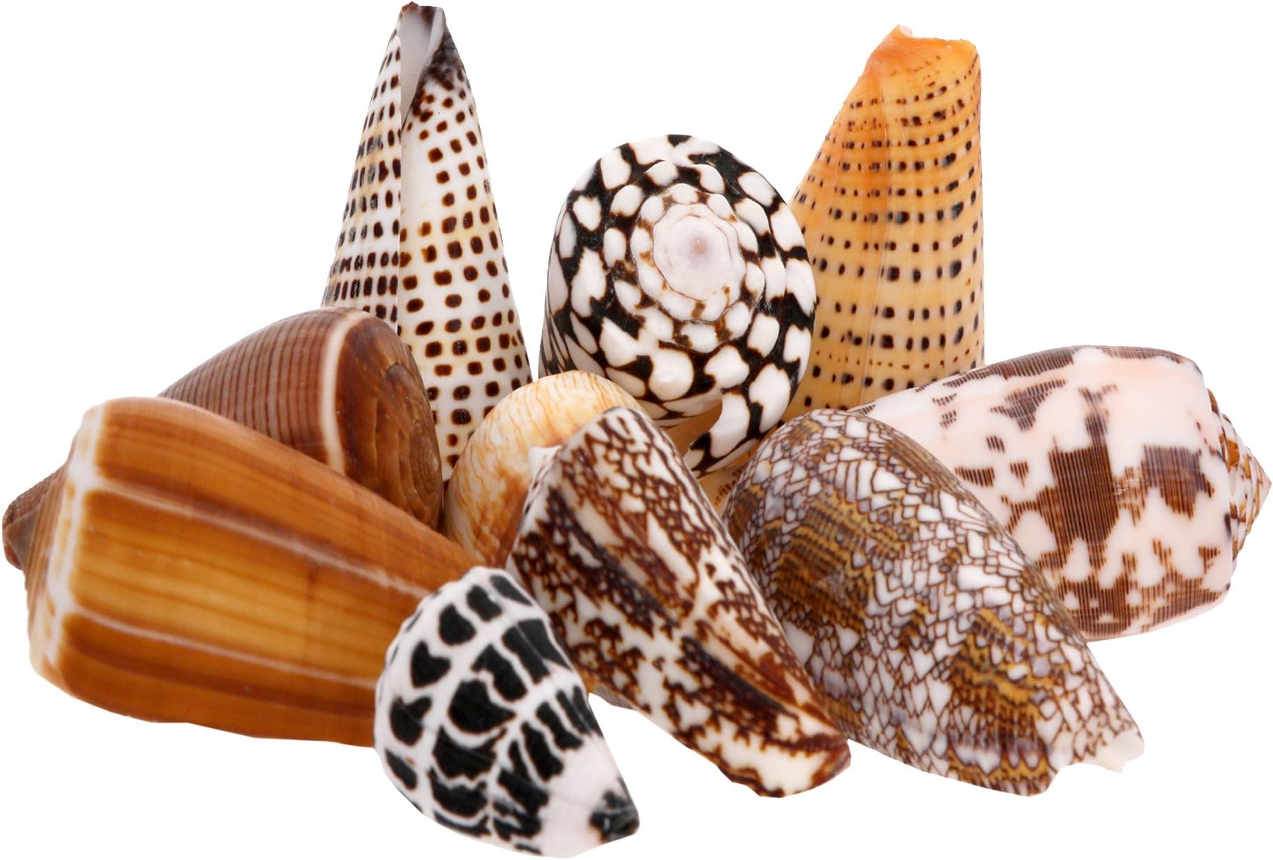 Conus Shell Pack - Sea Shells Mixed Beach Seashells - 350 Grams - Quality, Handpicked and Cleaned - Bag of Approx. 20 Seashells