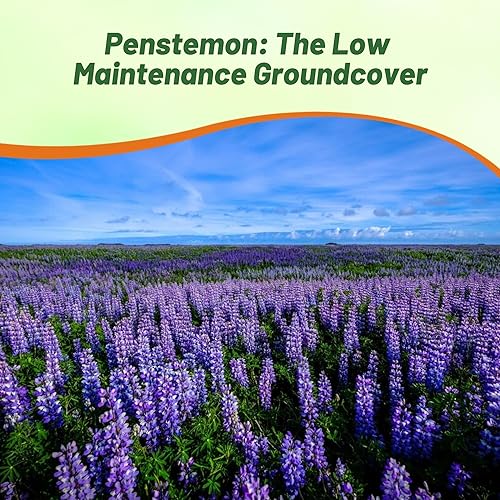 Miniatura 10 de Outsidepride Semillas perennes de flores silvestres Penstemon Rocky Mountain de 14 lb para plantar