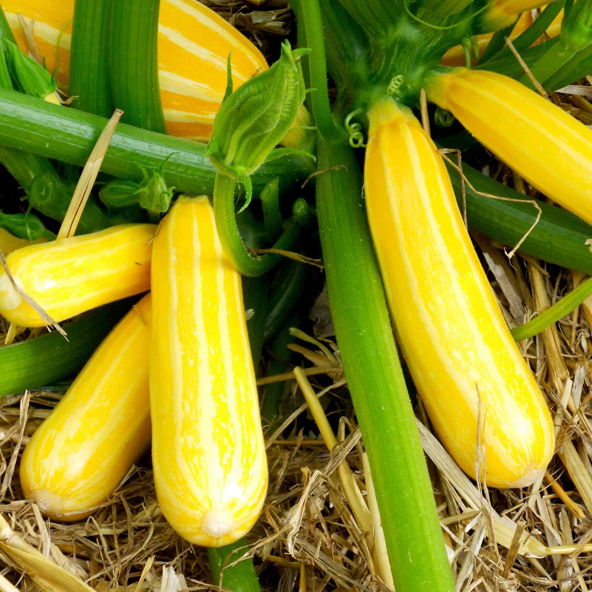 Suttons Courgette Seeds - F1 Goldmine, Vegetable Seed, Approx. 10 Seeds per Pack, Grow Your own, Ideal for Containers, Beds and Borders, and Greenhouses